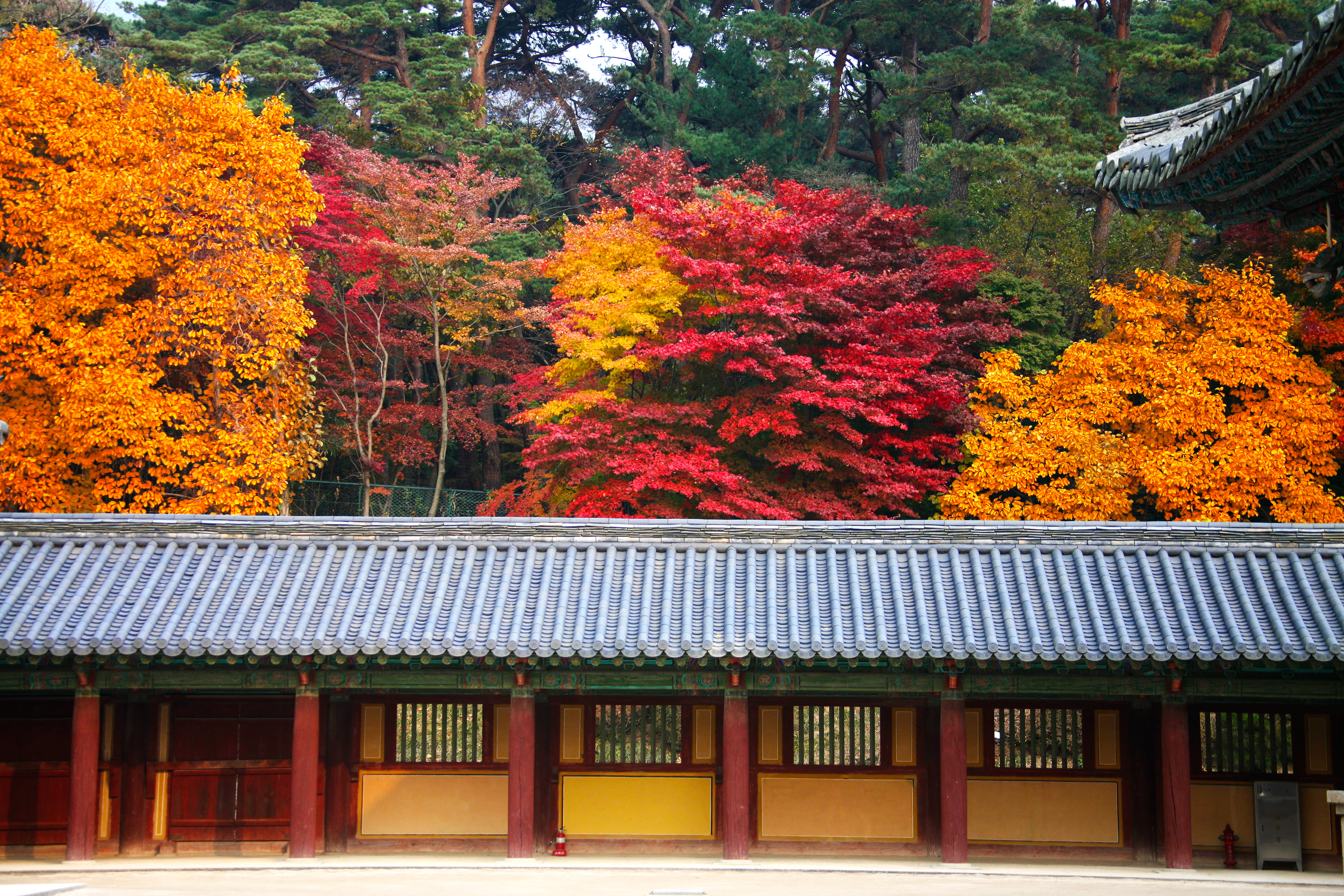 [From Busan] Gyeongju Autumn Foliage Day Tour