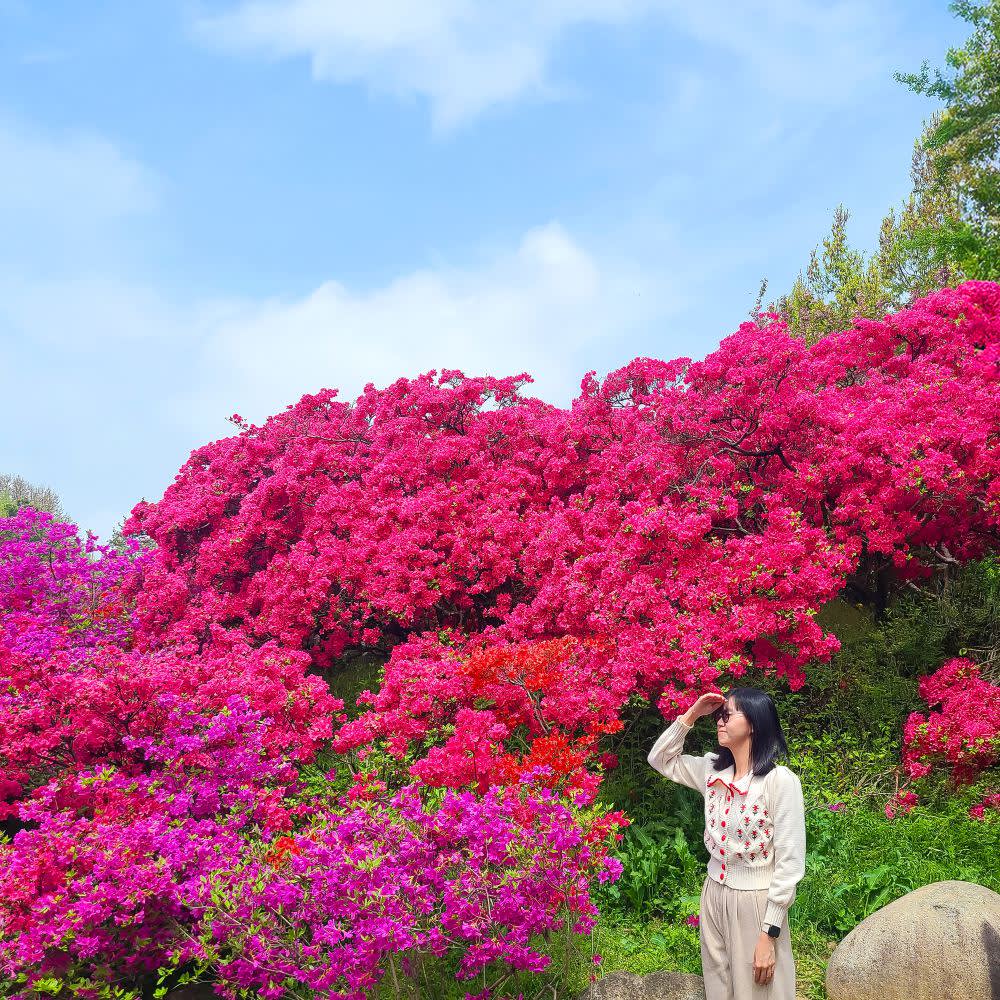 [首尔出发] 全州春季一日游（韩屋村 + 完山公园樱花 + 觉院寺）