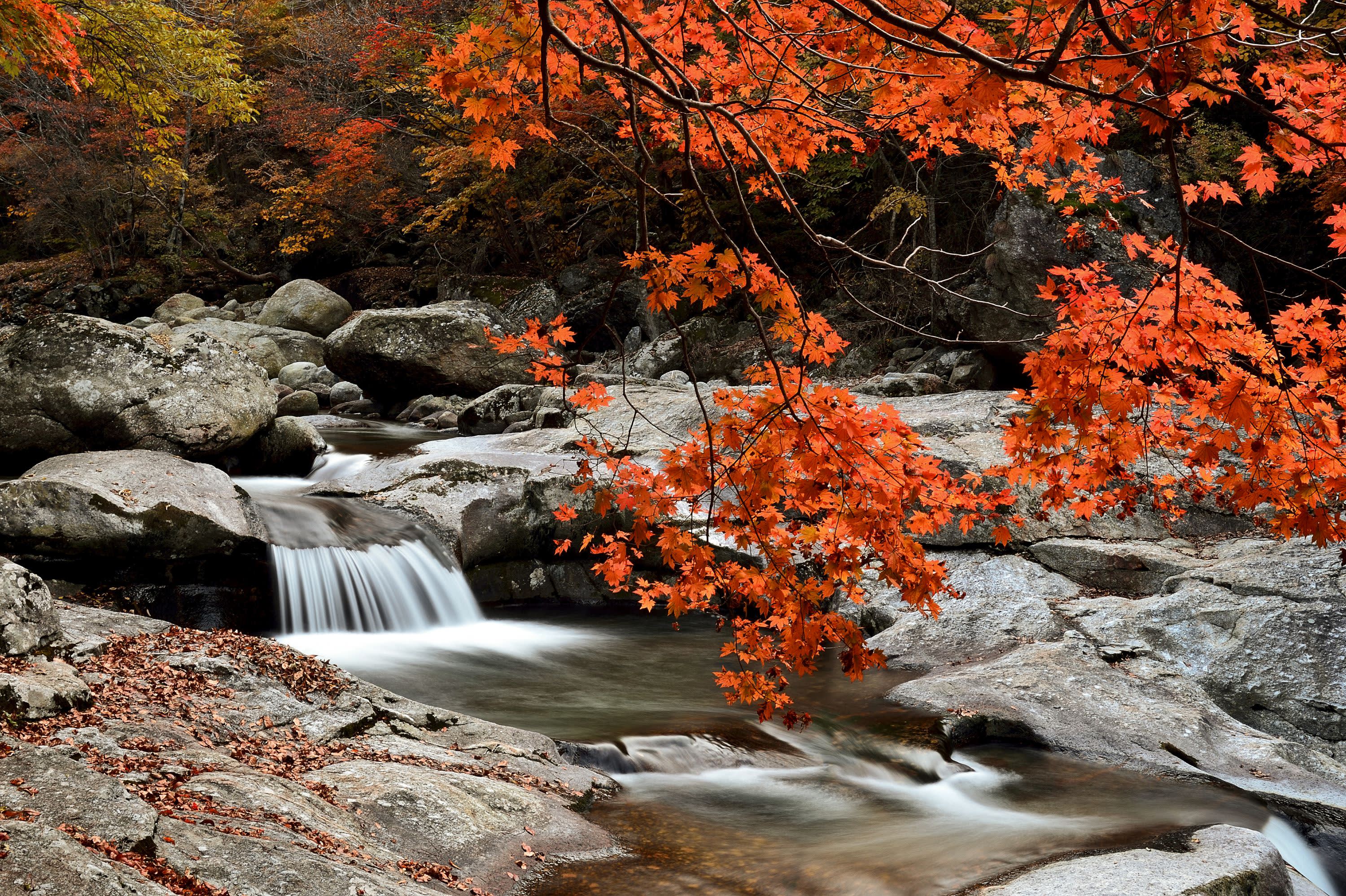 【釜山発】智異山紅葉観賞｜Baemsagol渓谷・泉隠寺日帰りツアー