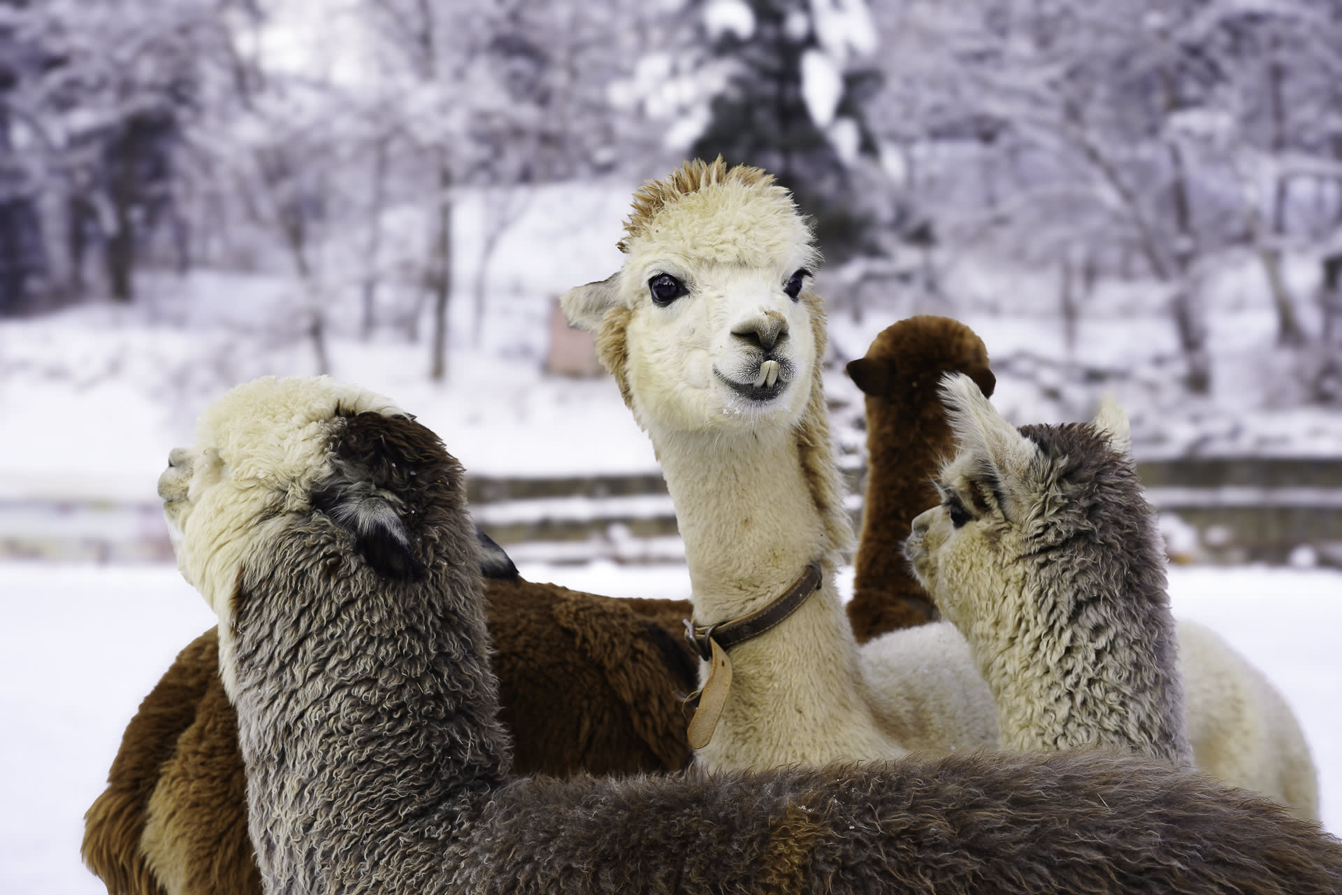 草泥马乐园 & 晨静树木园(夜灯)一日游