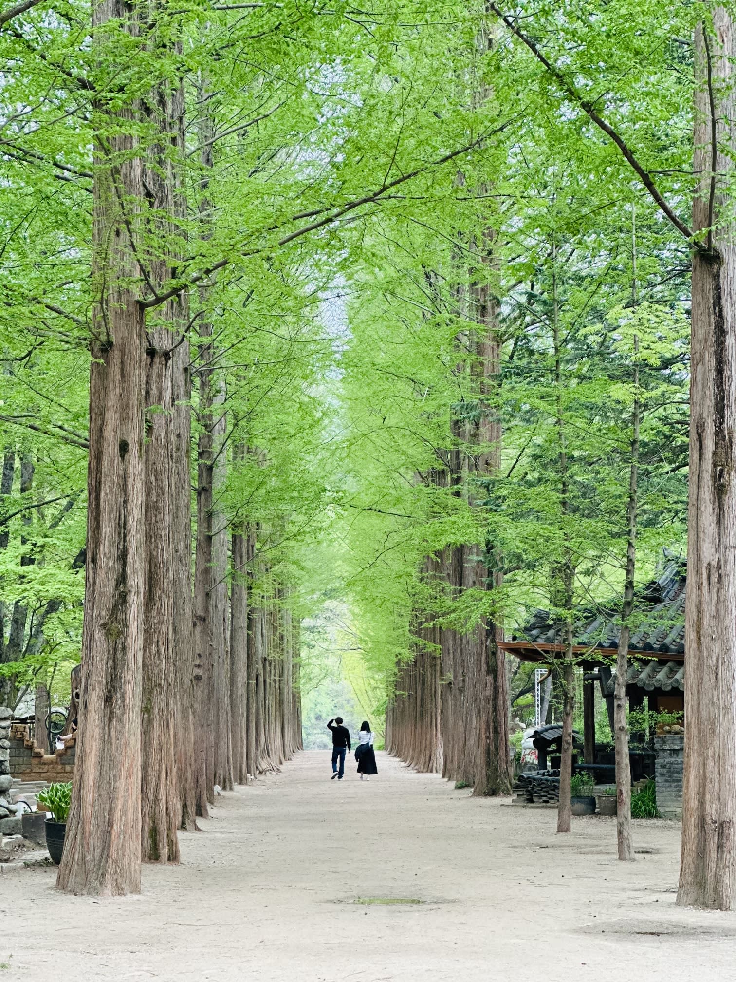 南怡岛 + 小法国村 / 义大利村 + 晨静树木园一日游