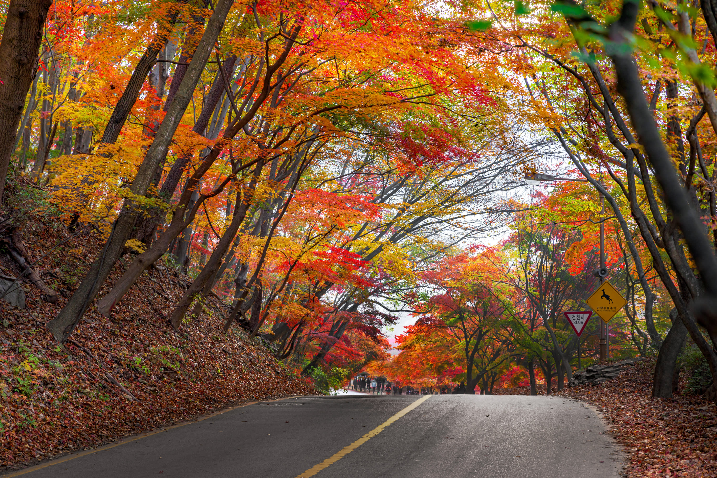 [首尔出发] 内藏山国家公园赏枫一日游