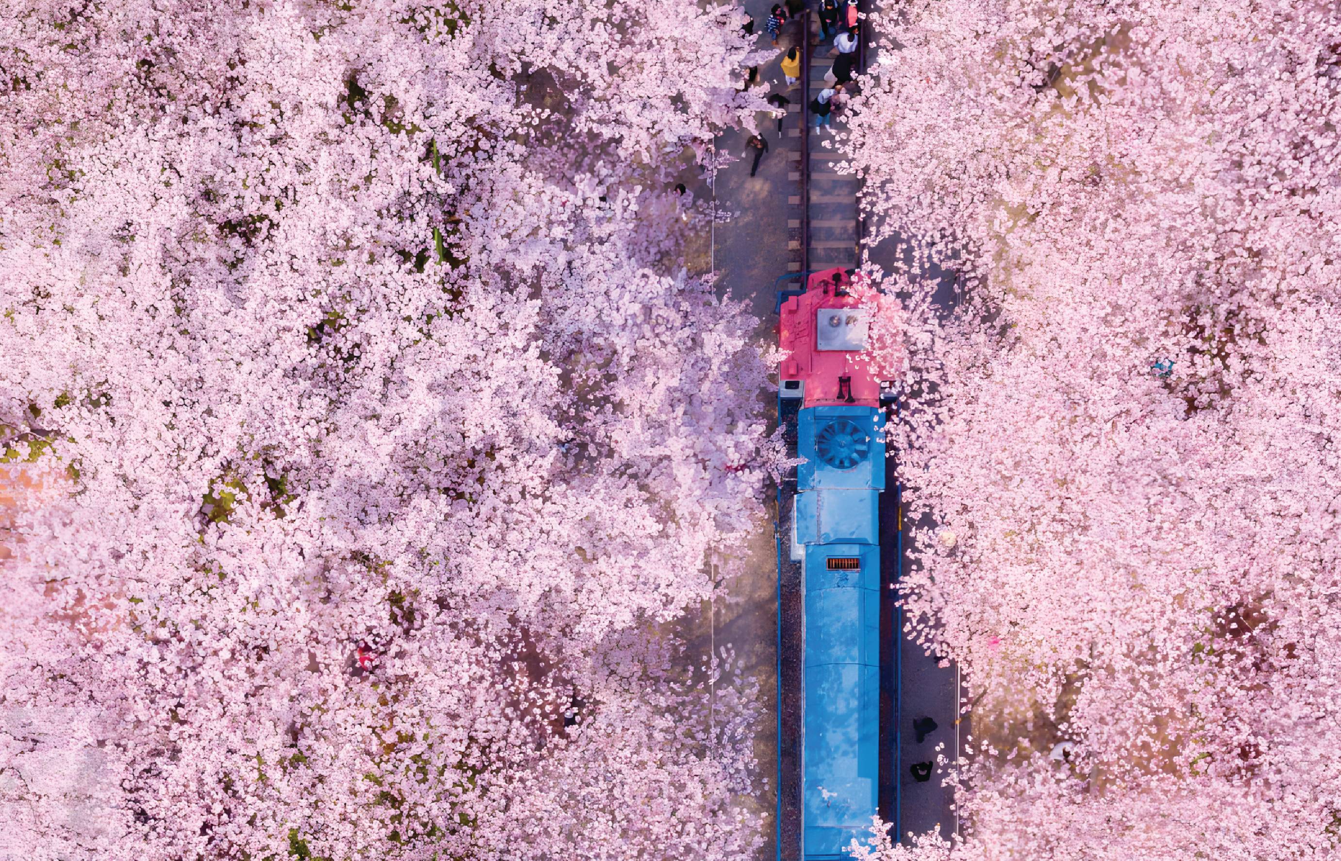 首尔出发 镇海粉色樱花节一日游