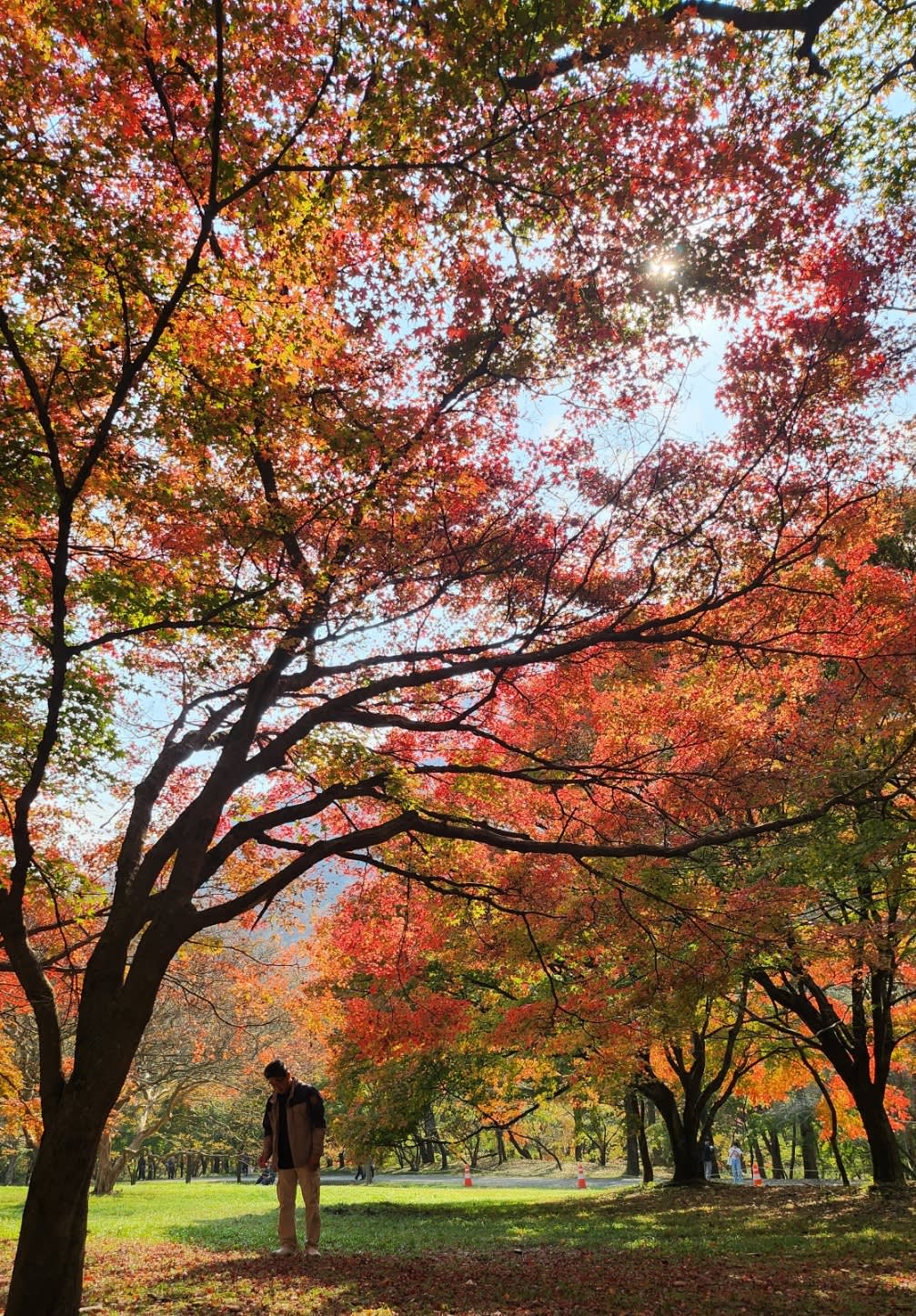 [From Seoul] Daejeon Autumn Day Tour: Jangtaesan, Hanbat Arboretum & Sungsimdang