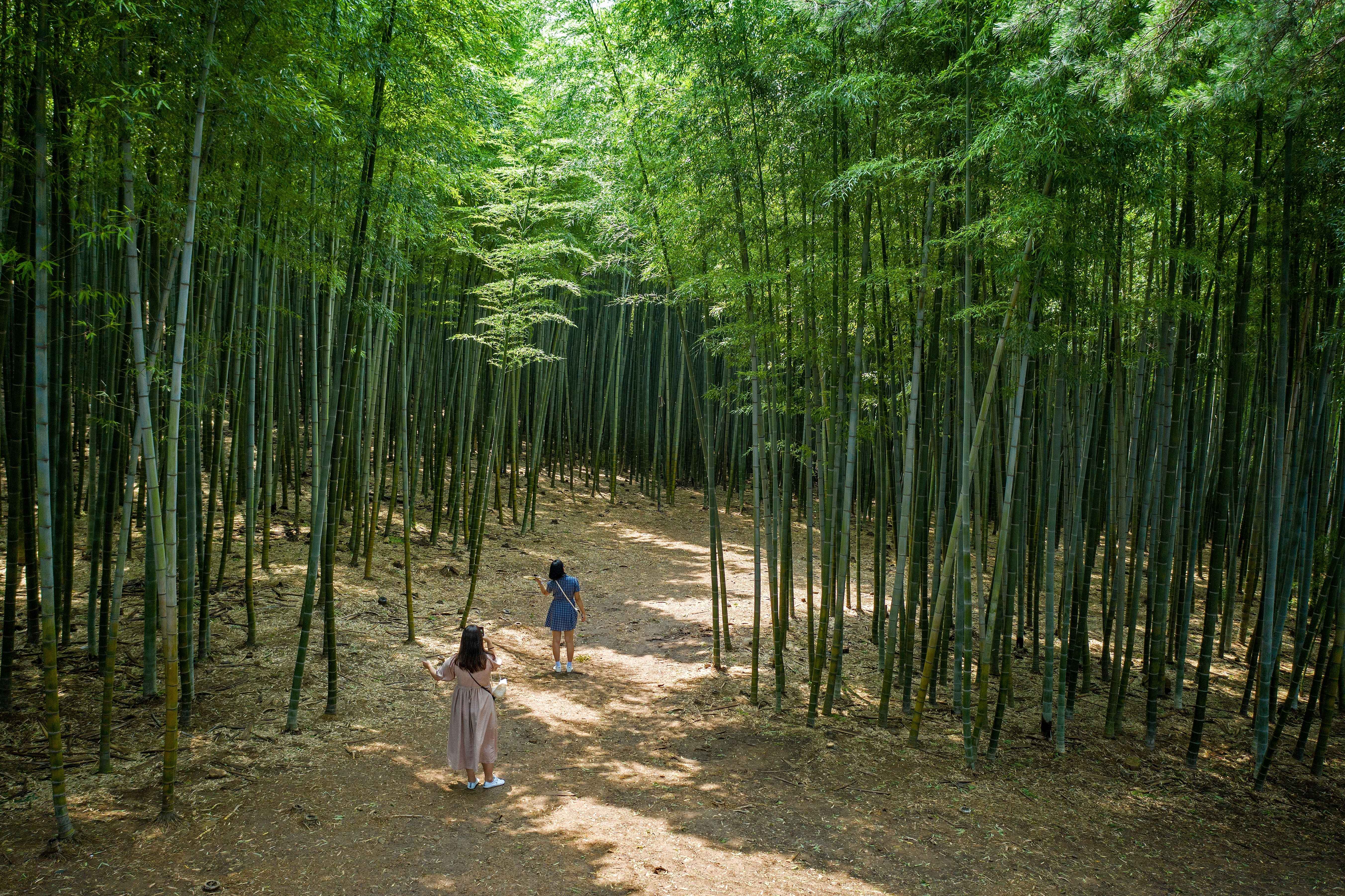 [Busan Local Favorites] Bamboo Forest, Coast & Local Life 1-Day Tour