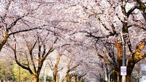 【ソウル発】雪岳山＆納仙寺 1日ツアー