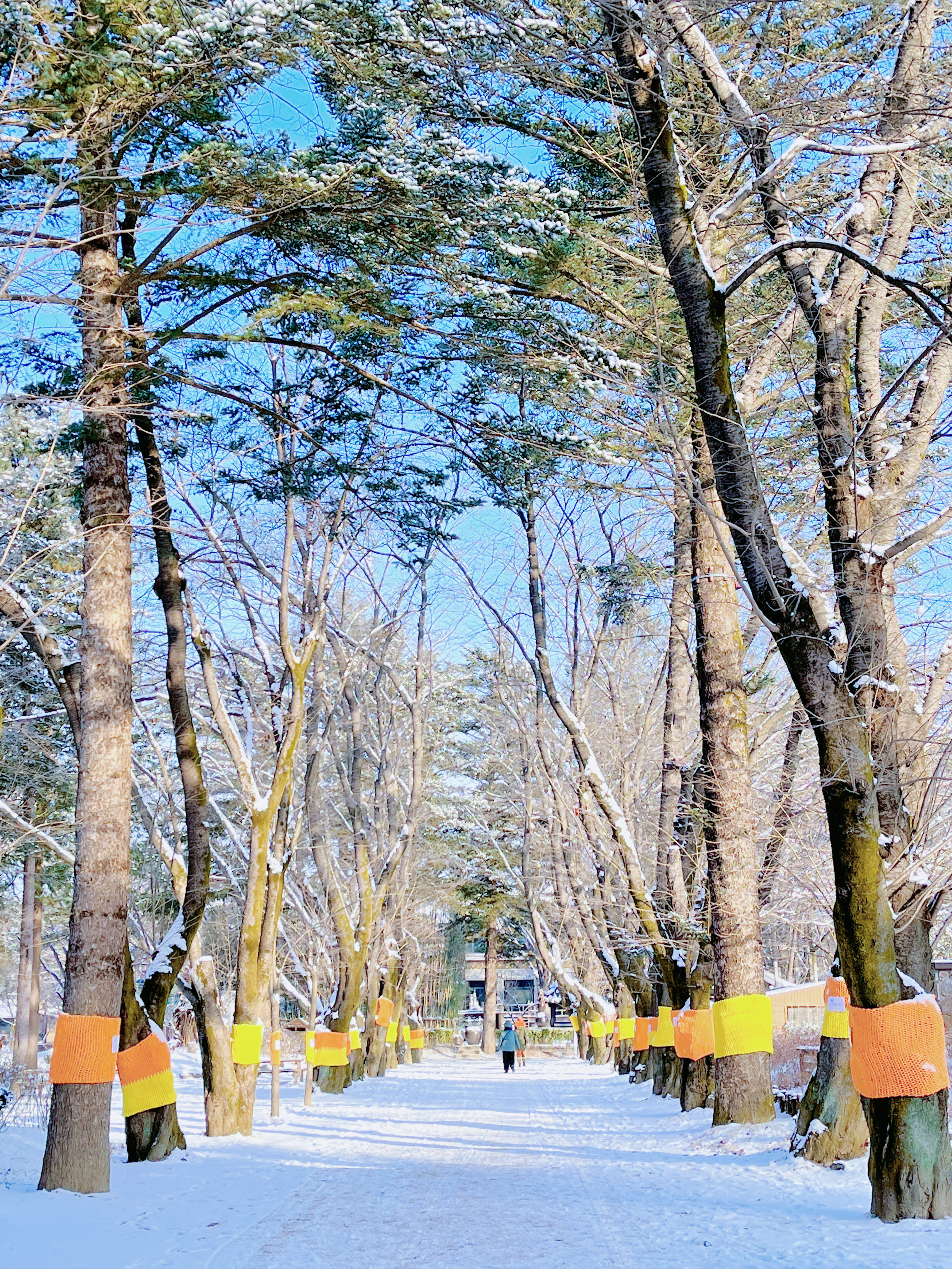 [From Seoul] Nami Island & Elysian Gangchon Winter Ski Day Tour