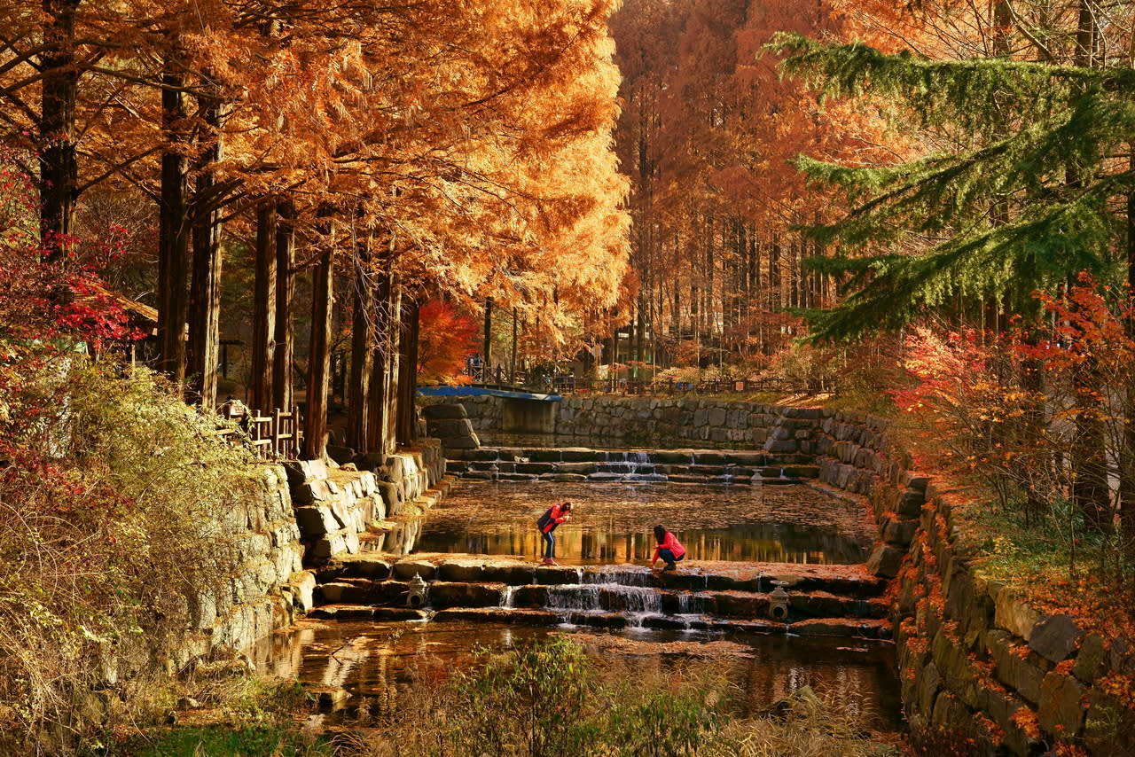 [From Seoul] Daejeon Autumn Day Tour: Jangtaesan, Hanbat Arboretum & Sungsimdang