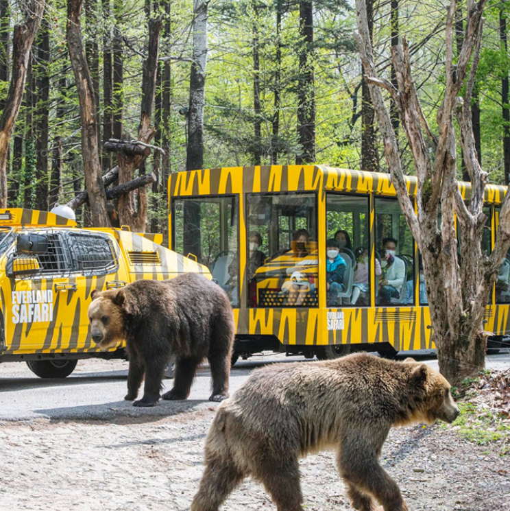[Everland] Everland Ticket (All day pass)