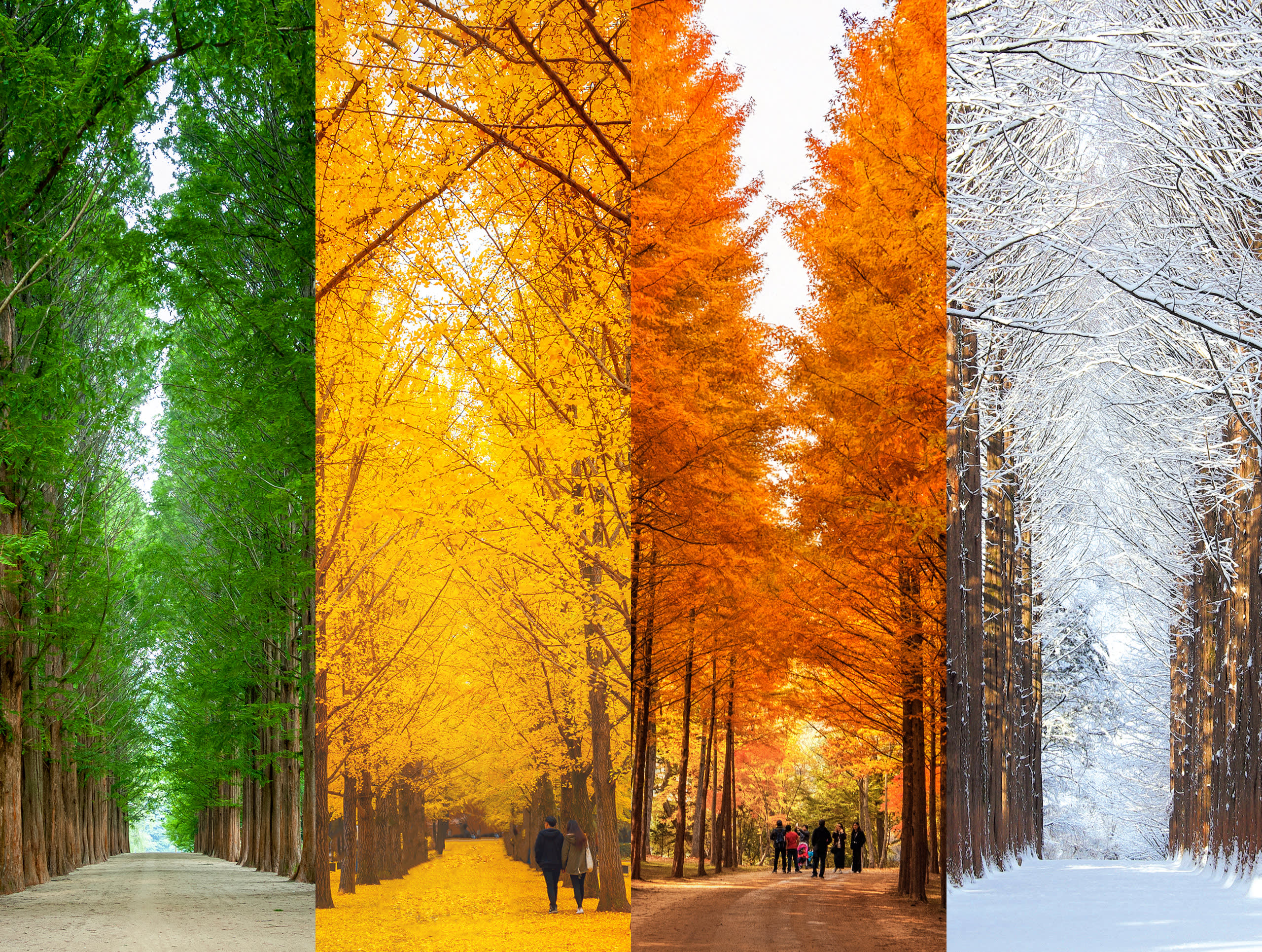 Nami Island One Day Tour (Shuttle & Ferry Included)