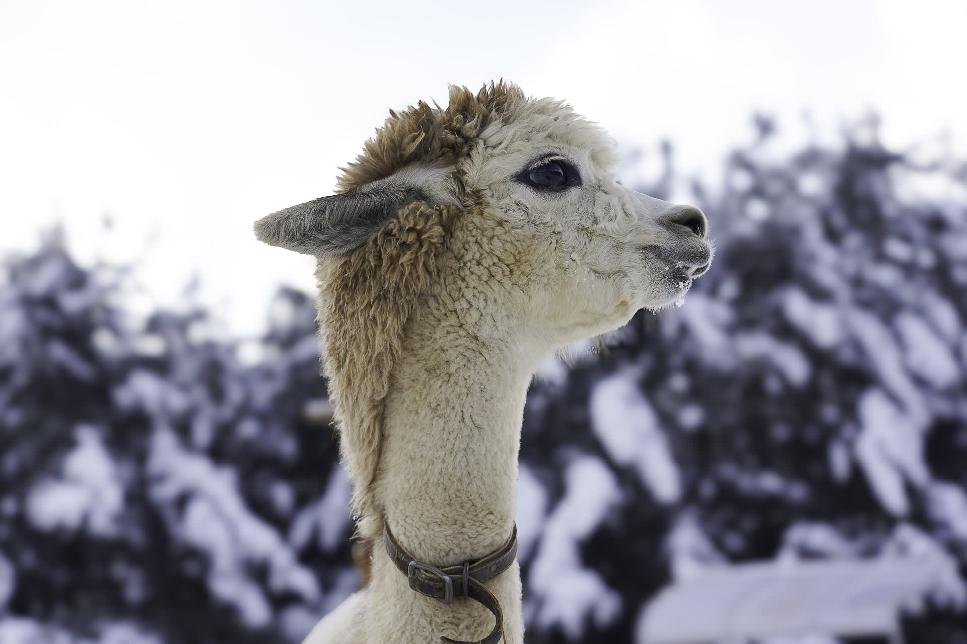 草泥马乐园 & 晨静树木园(夜灯)一日游