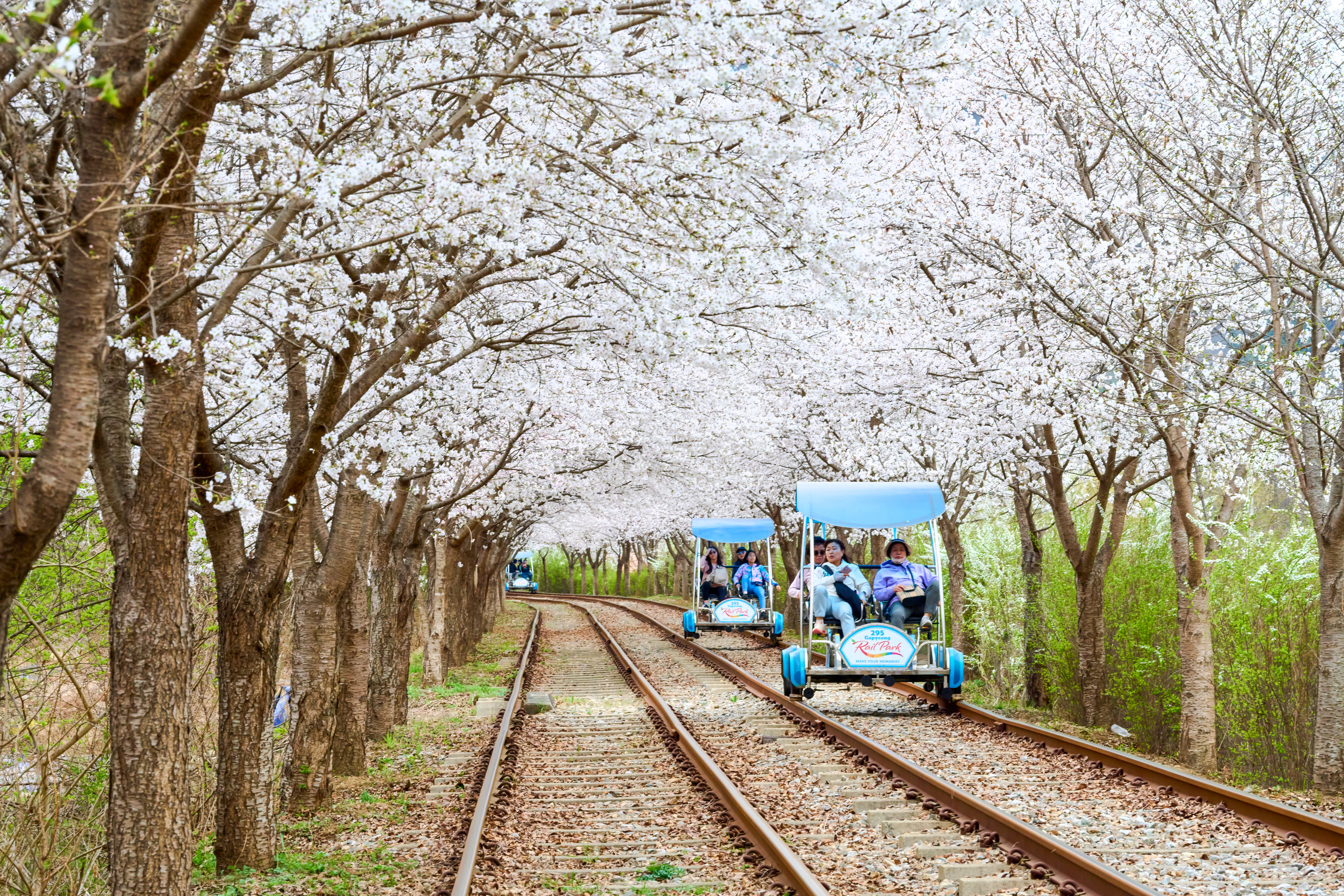 【春限定】ソウル発・南怡島お花見ツアー（レールバイク／アルパカワールド選択可）