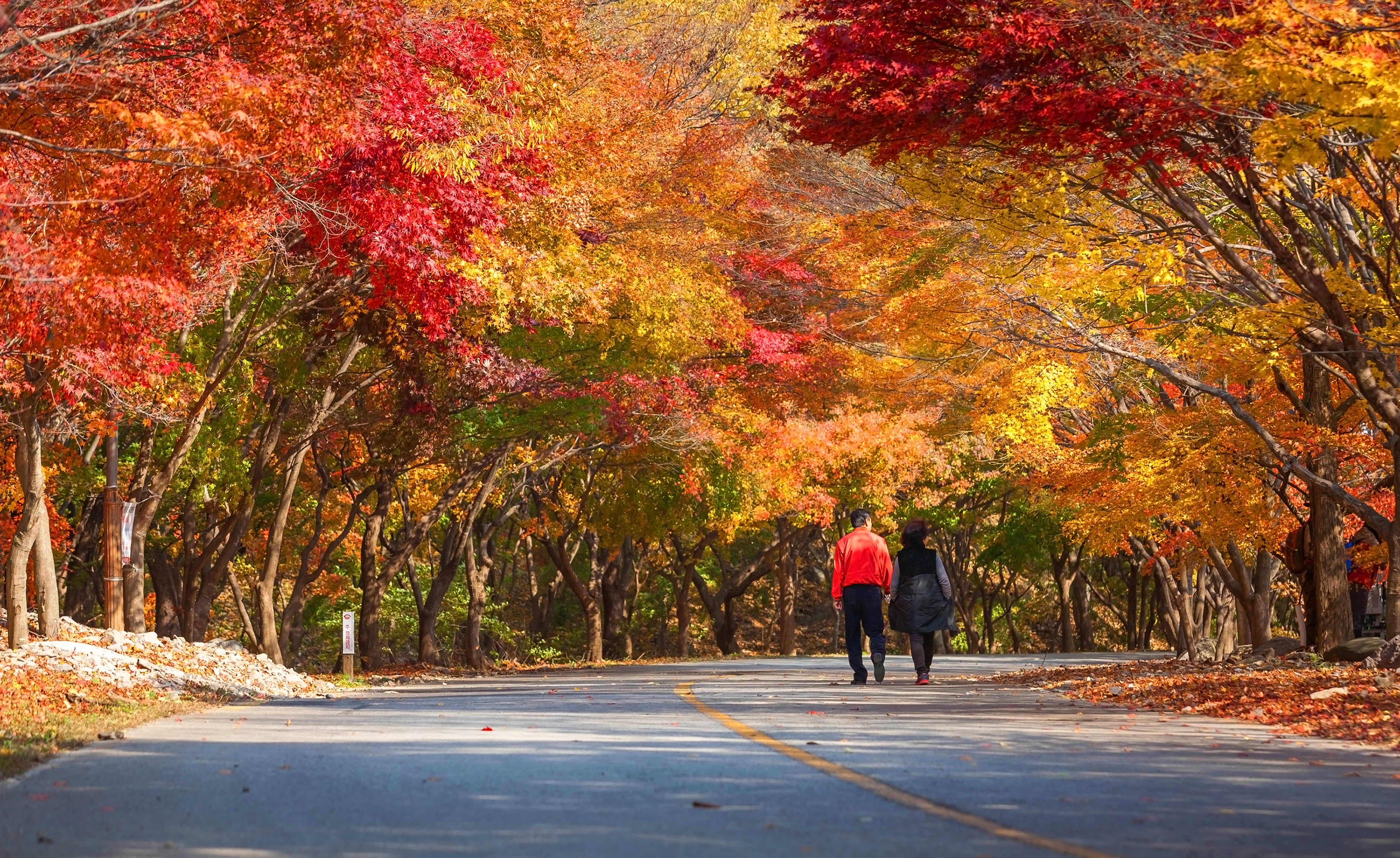 [From Seoul] Naejangsan National Park Autumn Foliage Day Tour