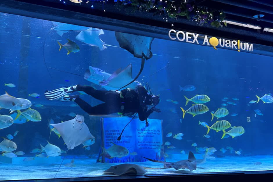 [首尔] SEA LIFE COEX, Seoul Aquarium水族馆门票