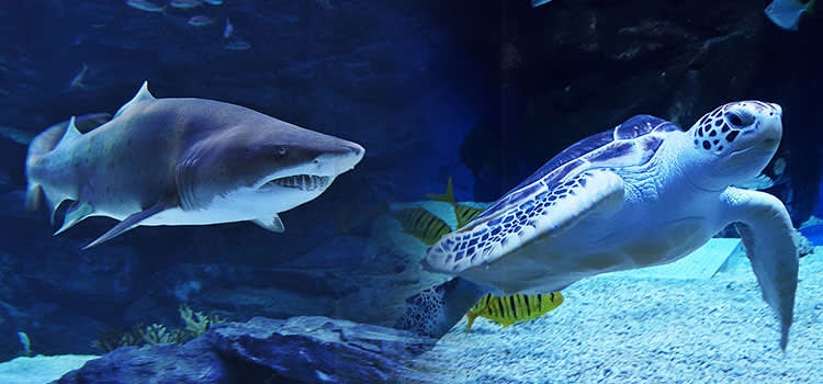 [Ilsan] Aqua planet Discount Ticket (Foreigner Only)