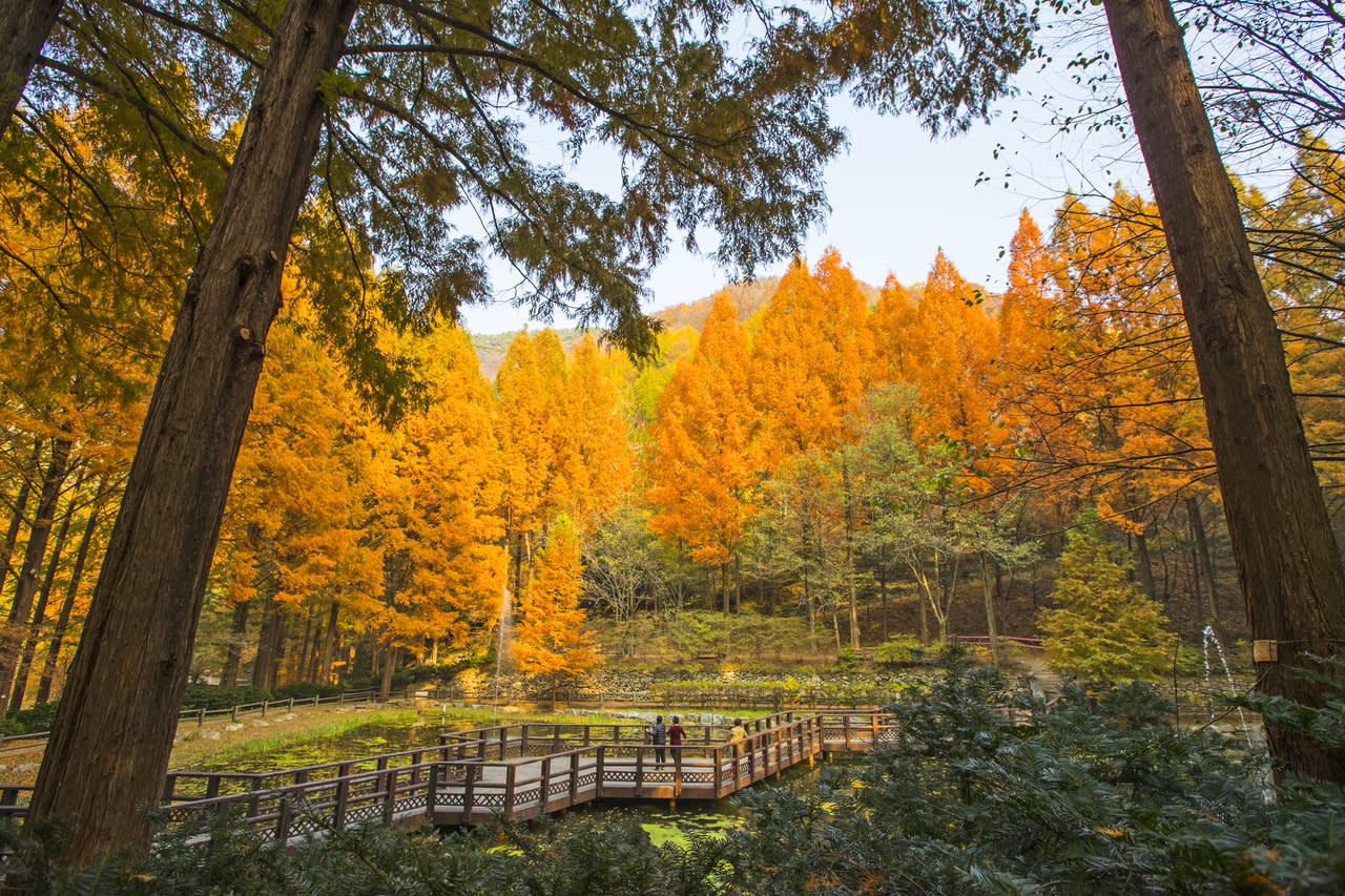 [From Seoul] Daejeon Autumn Day Tour: Jangtaesan, Hanbat Arboretum & Sungsimdang