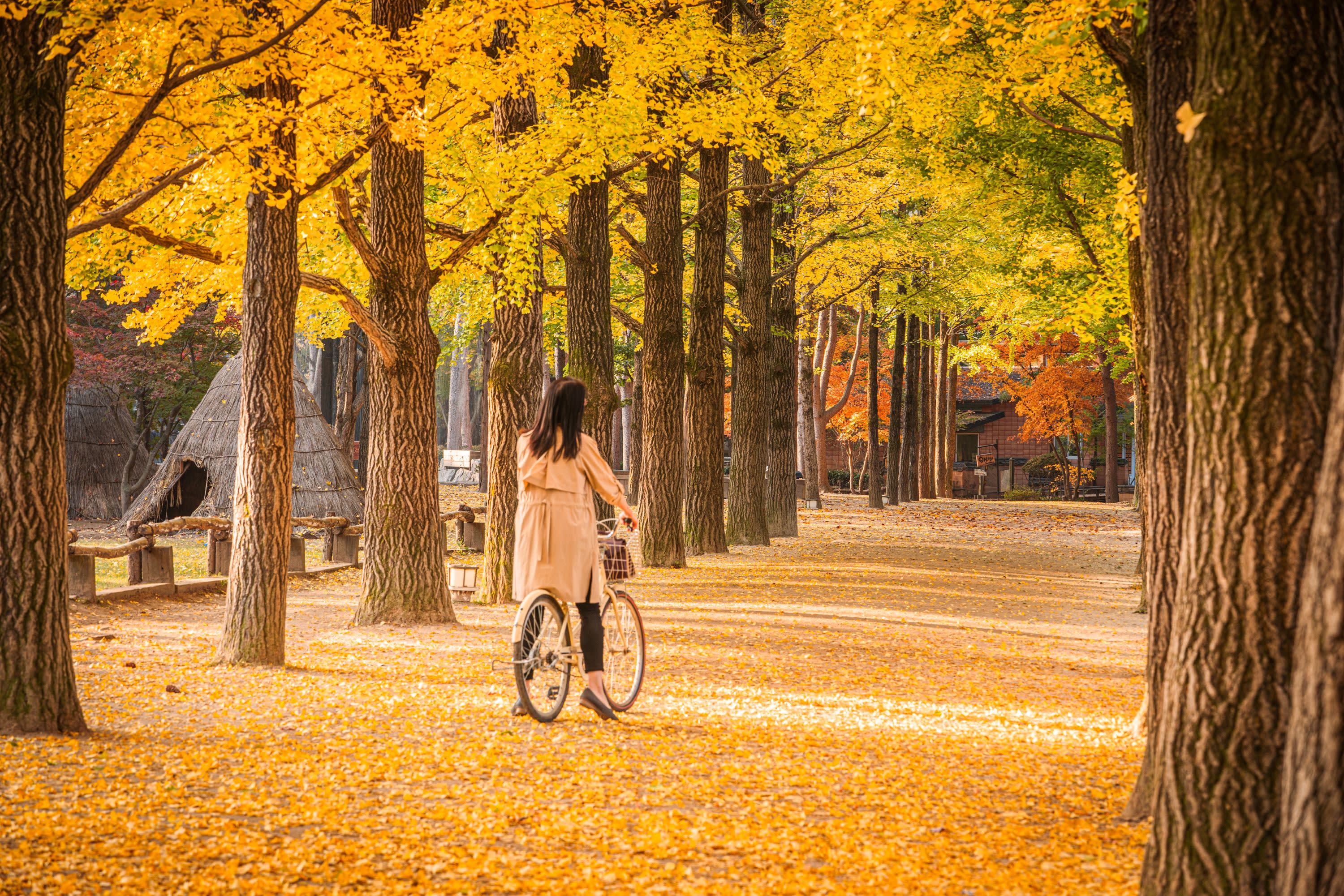Nami Island One Day Tour (Shuttle & Ferry Included)