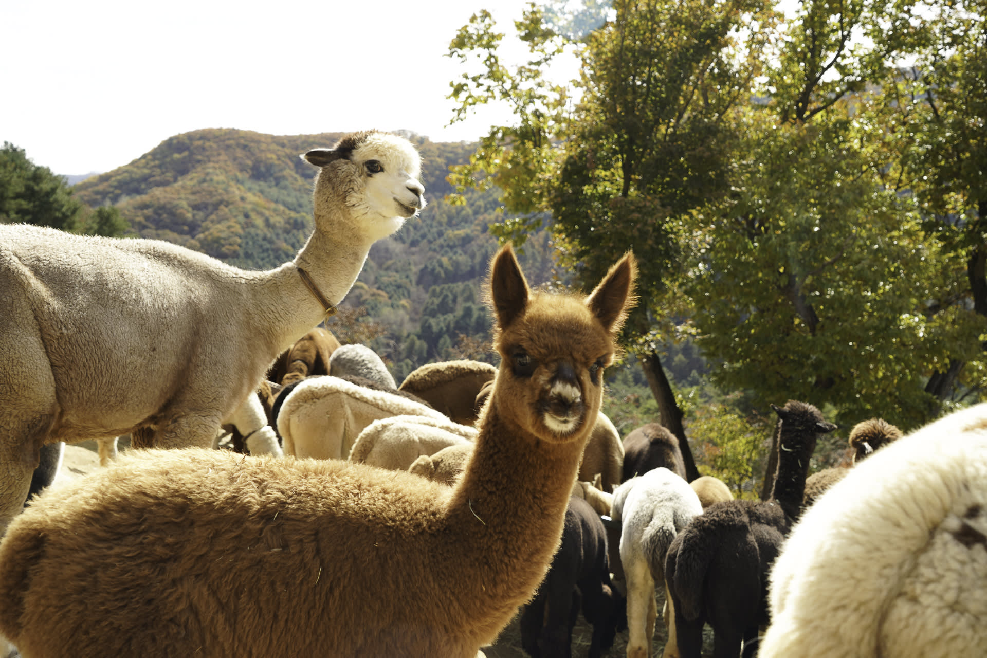 Lego Land · Alpaca World PrivateTour