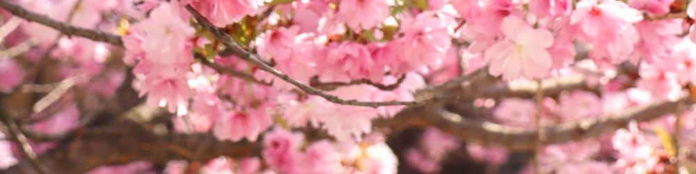 [ソウル発] 全州 春ツアー [韓屋村＋完山公園 桜＋覚願寺]