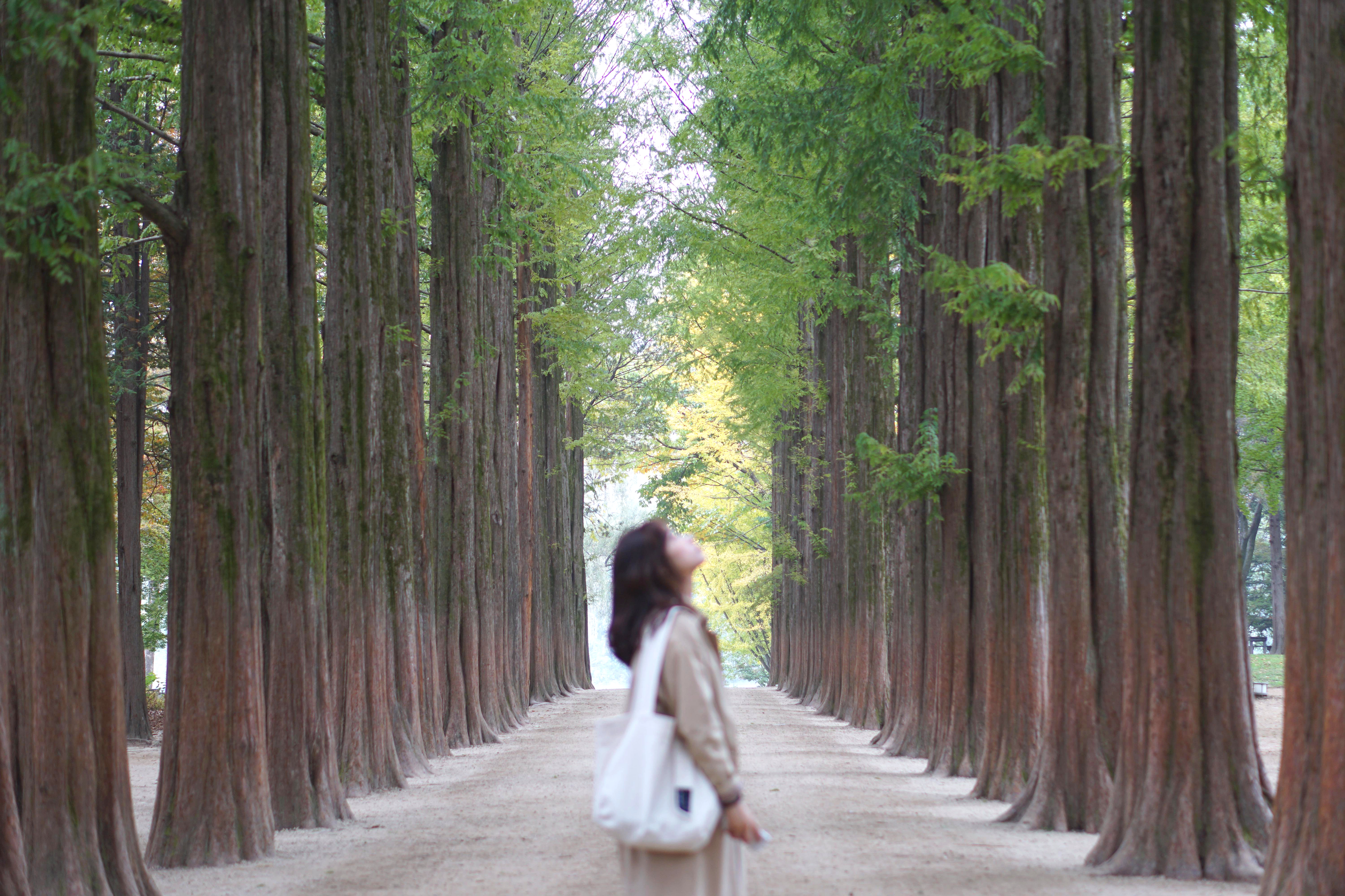 南怡岛 + 小法国村或义大利村 + 加平铁轨自行车 + 晨静树木园一日游