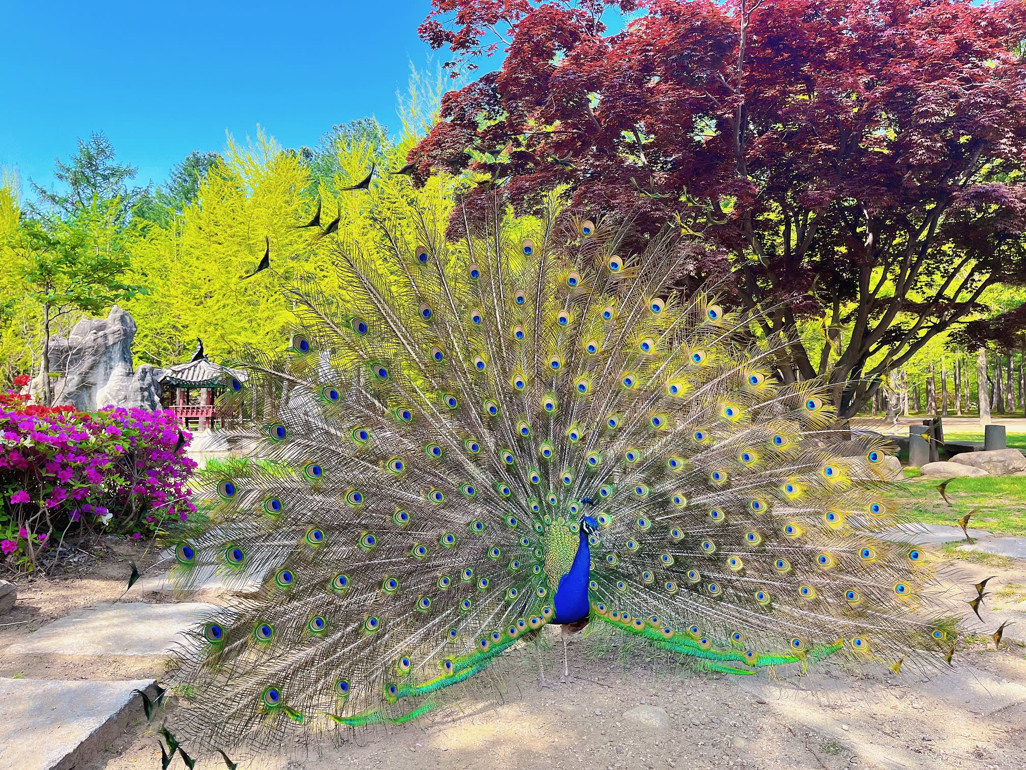 [Chuncheon] Nami Island Admission (Round-trip Regular Ferry Ticket Included)