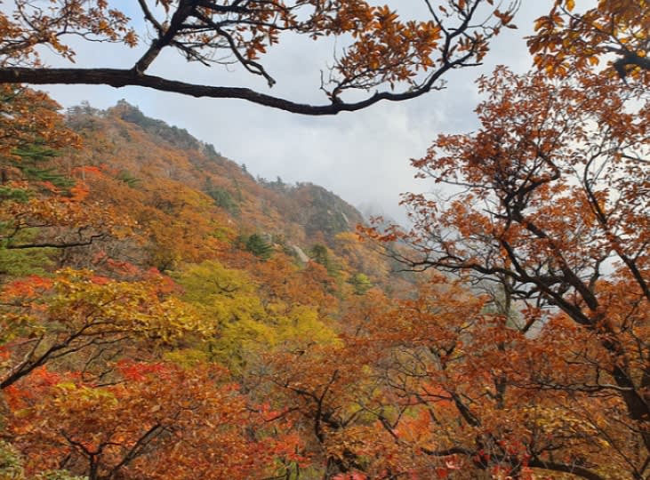 [首尔出发]美丽的枫叶 | 雪岳山 & 缆车一日游