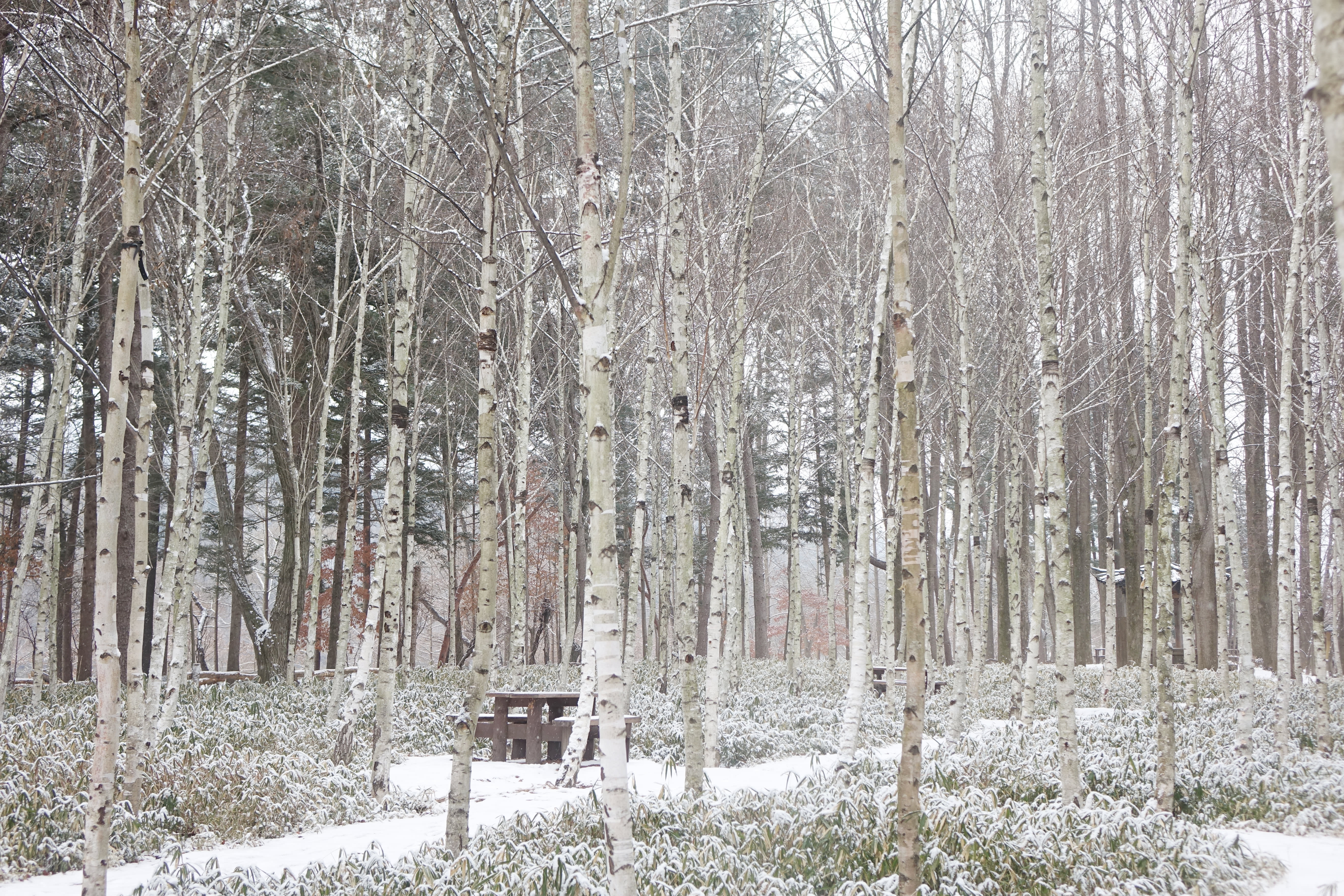 [From Seoul] Nami Island & Vivaldi Ski One Day Tour