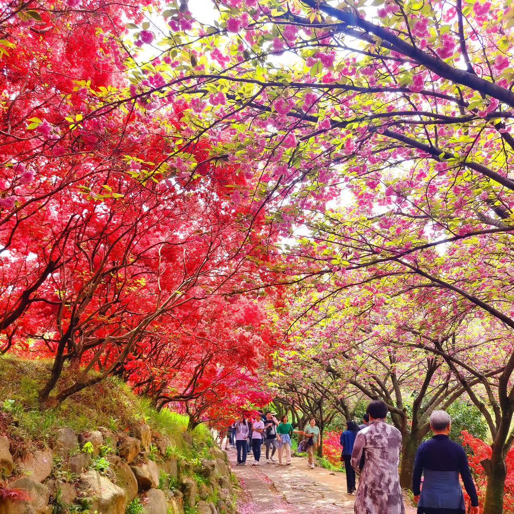 [ソウル発] 全州 春ツアー [韓屋村＋完山公園 桜＋覚願寺]