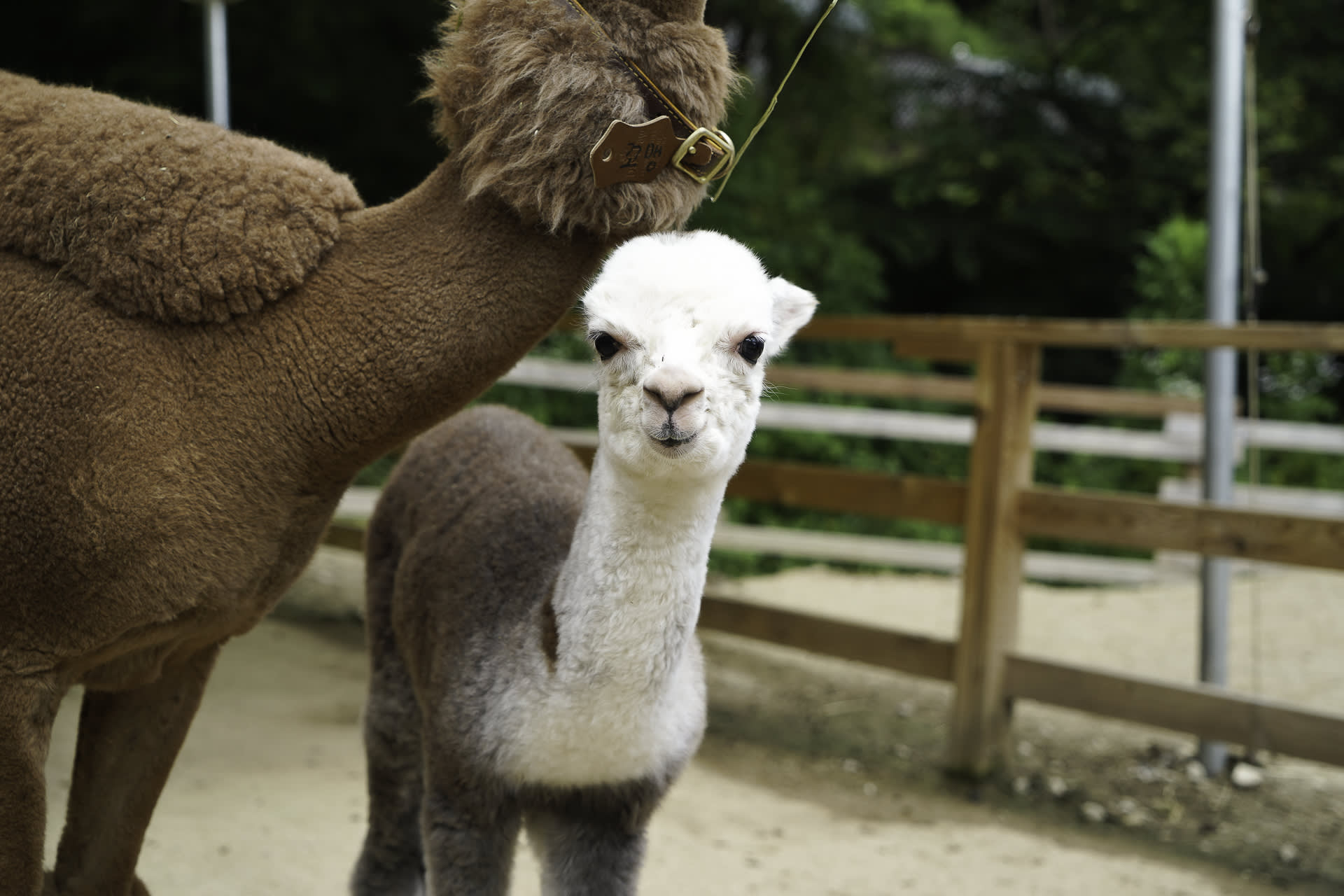 Nami Island · Alpaca World PrivateTour