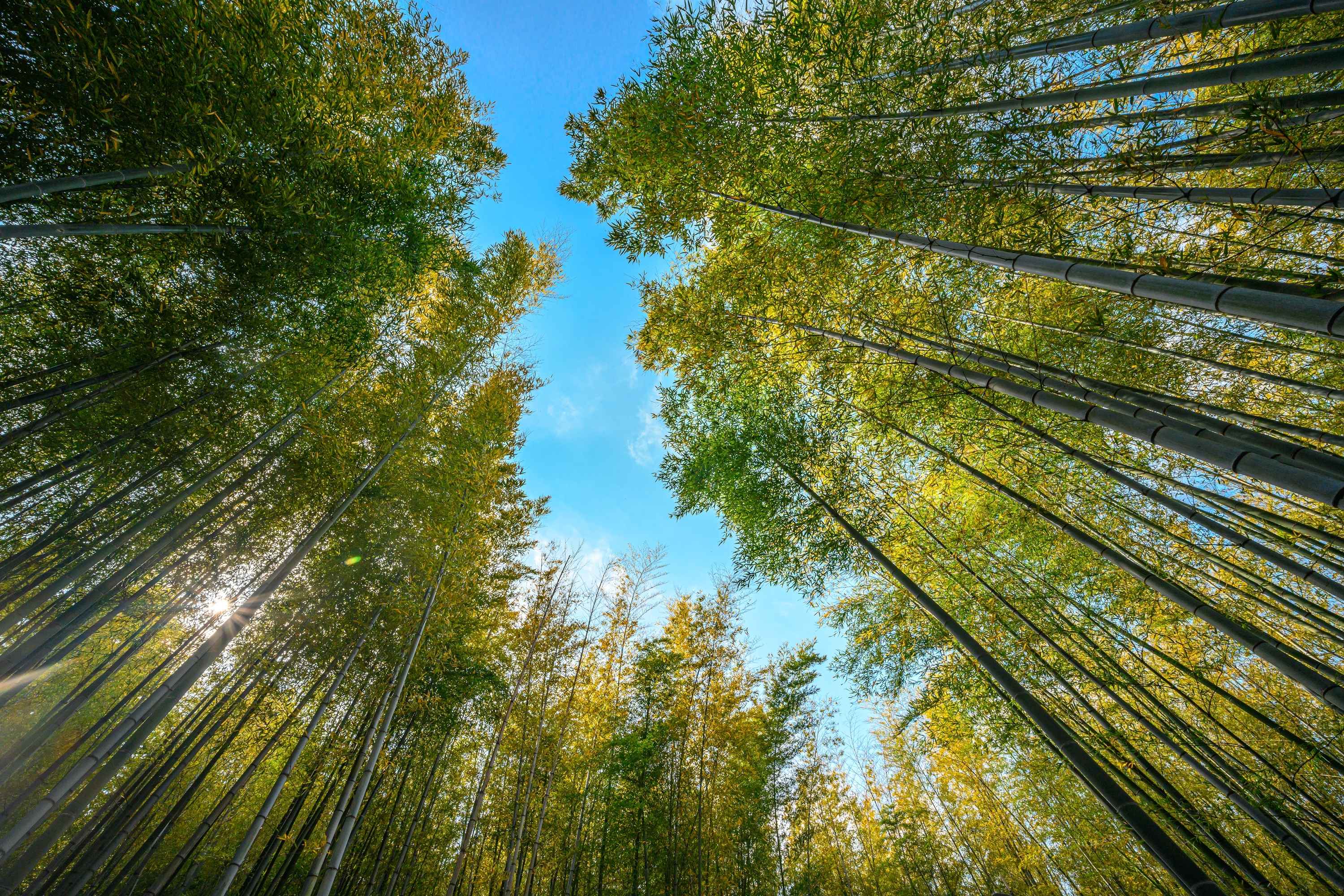 [Busan Local Favorites] Bamboo Forest, Coast & Local Life 1-Day Tour