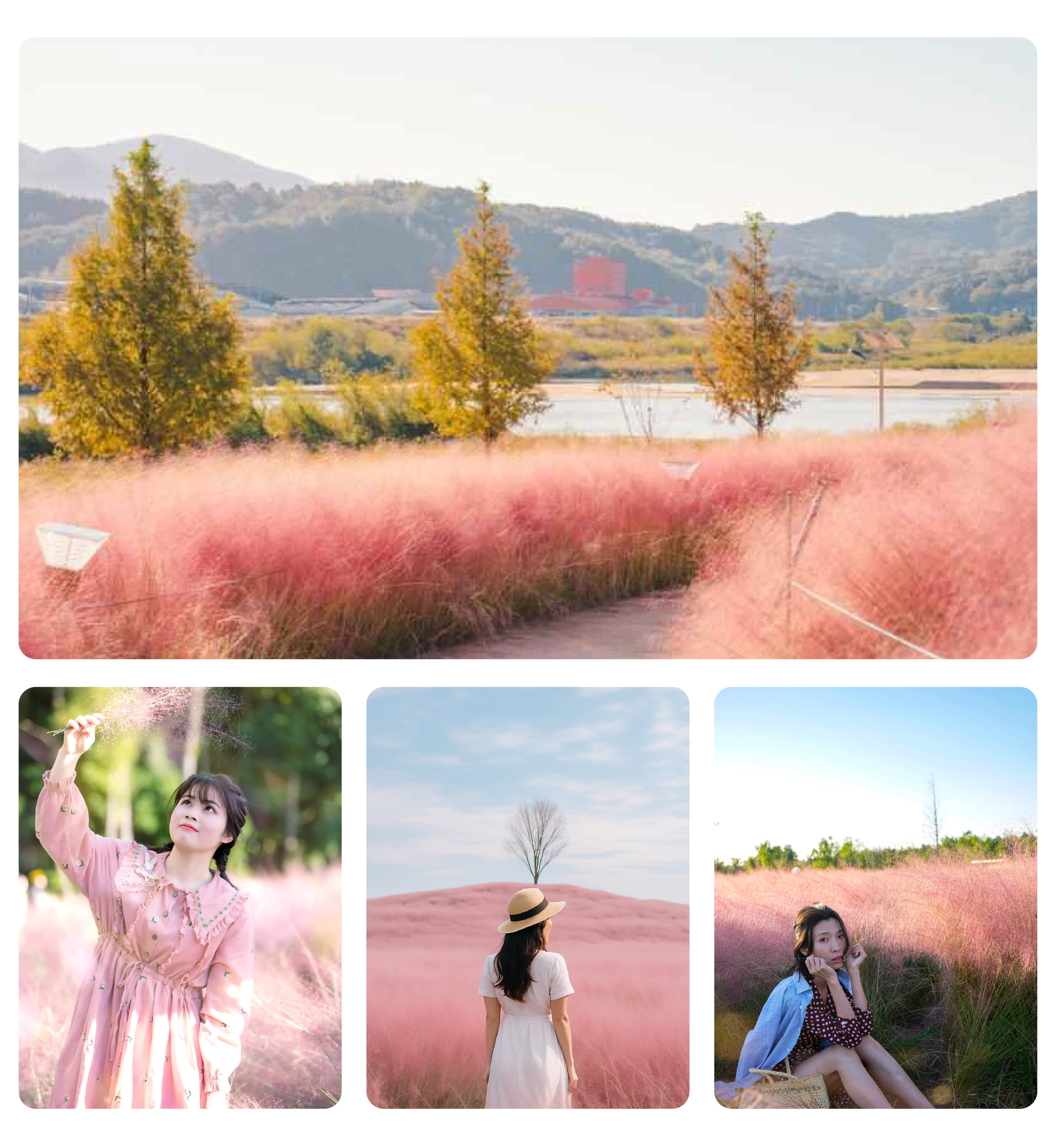 [From Busan] 2026 Jinju Lantern Festival & Pink Muhly Day Tour