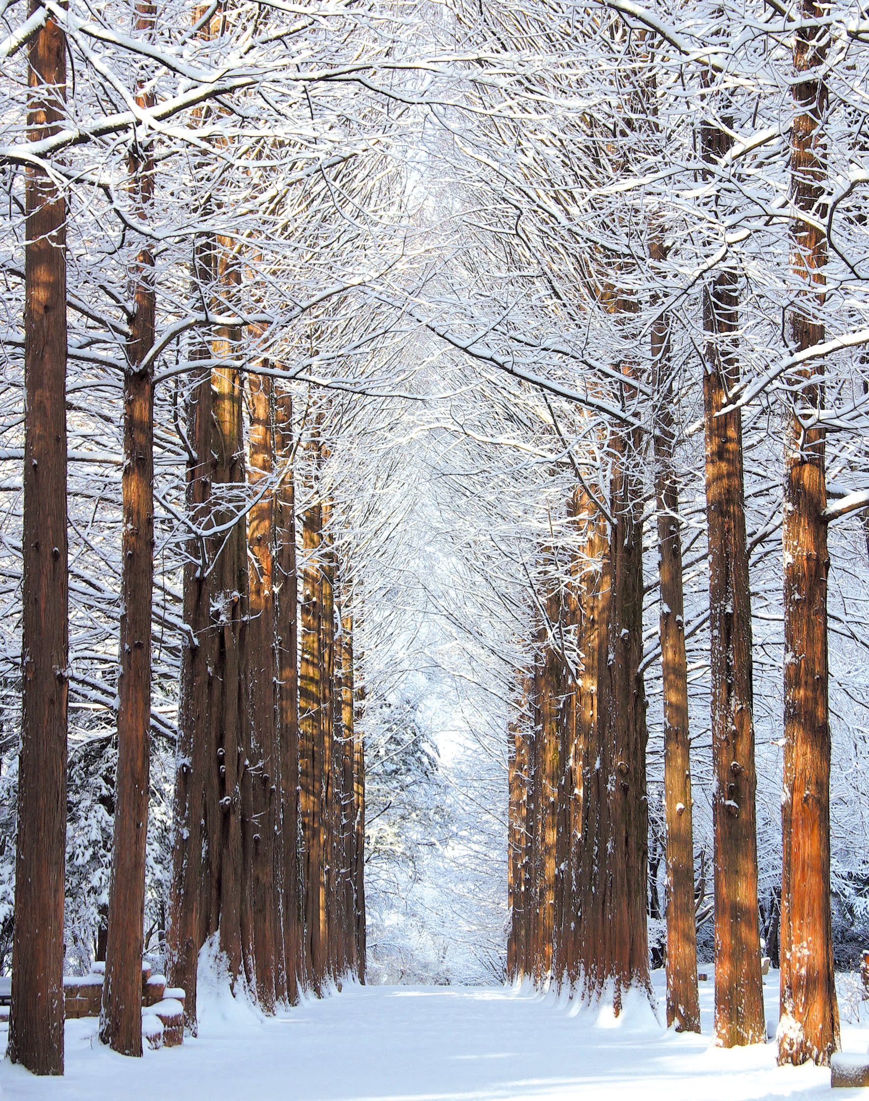 [From Seoul] Nami Island & Elysian Gangchon Winter Ski Day Tour