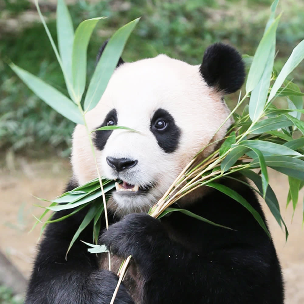 エバーランドプライベートツアー