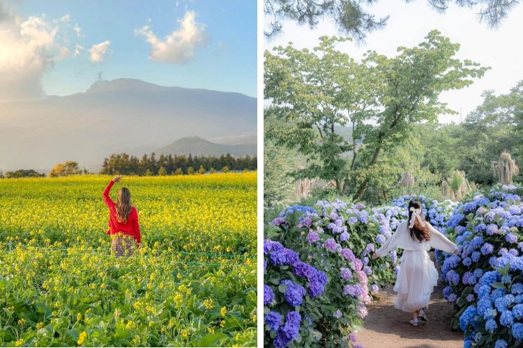 [Jeju] East Jeju Premium Limousine Bus Tour