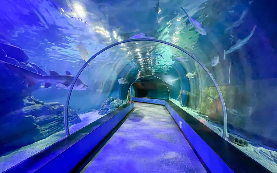 [釜山] SEA LIFE 釜山水族馆门票