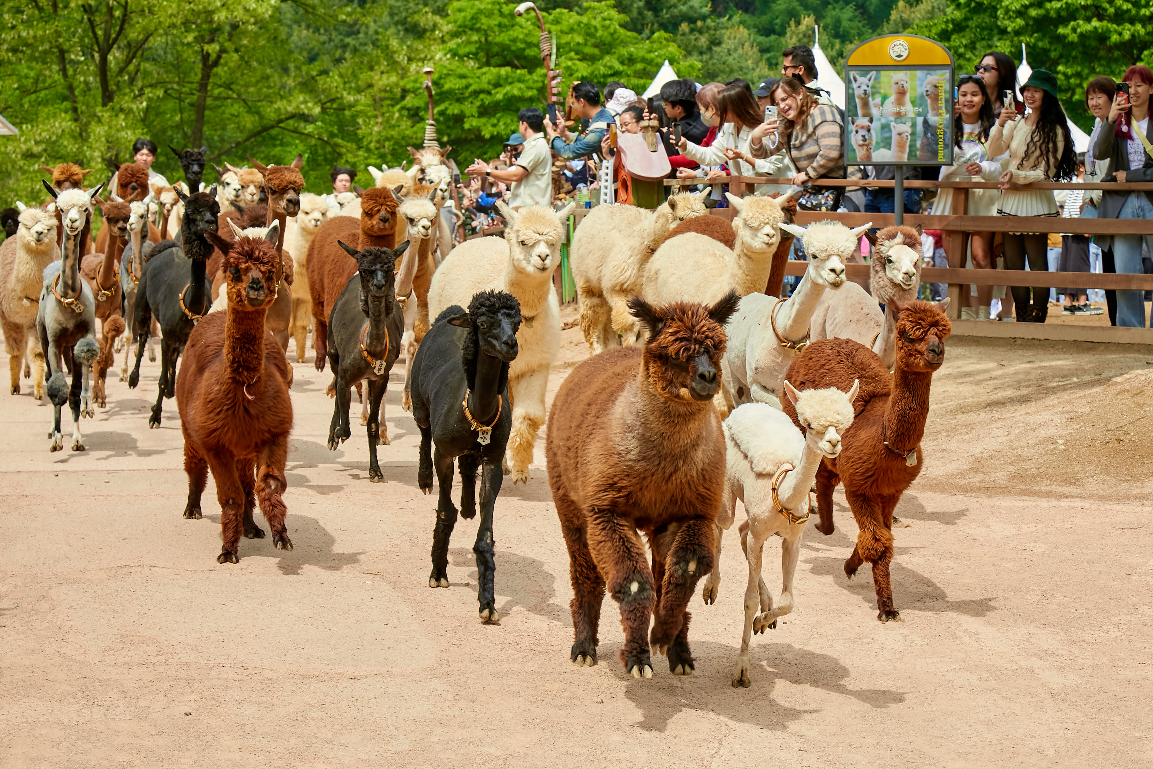 羊驼乐园 + 南怡岛 + 江村铁道自行车一日游