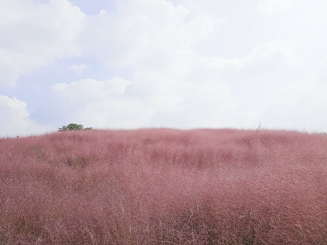 [首尔出发]Nari公园（粉红穆利草）＆ 南怡岛 ＆ 江村铁路自行车一日游