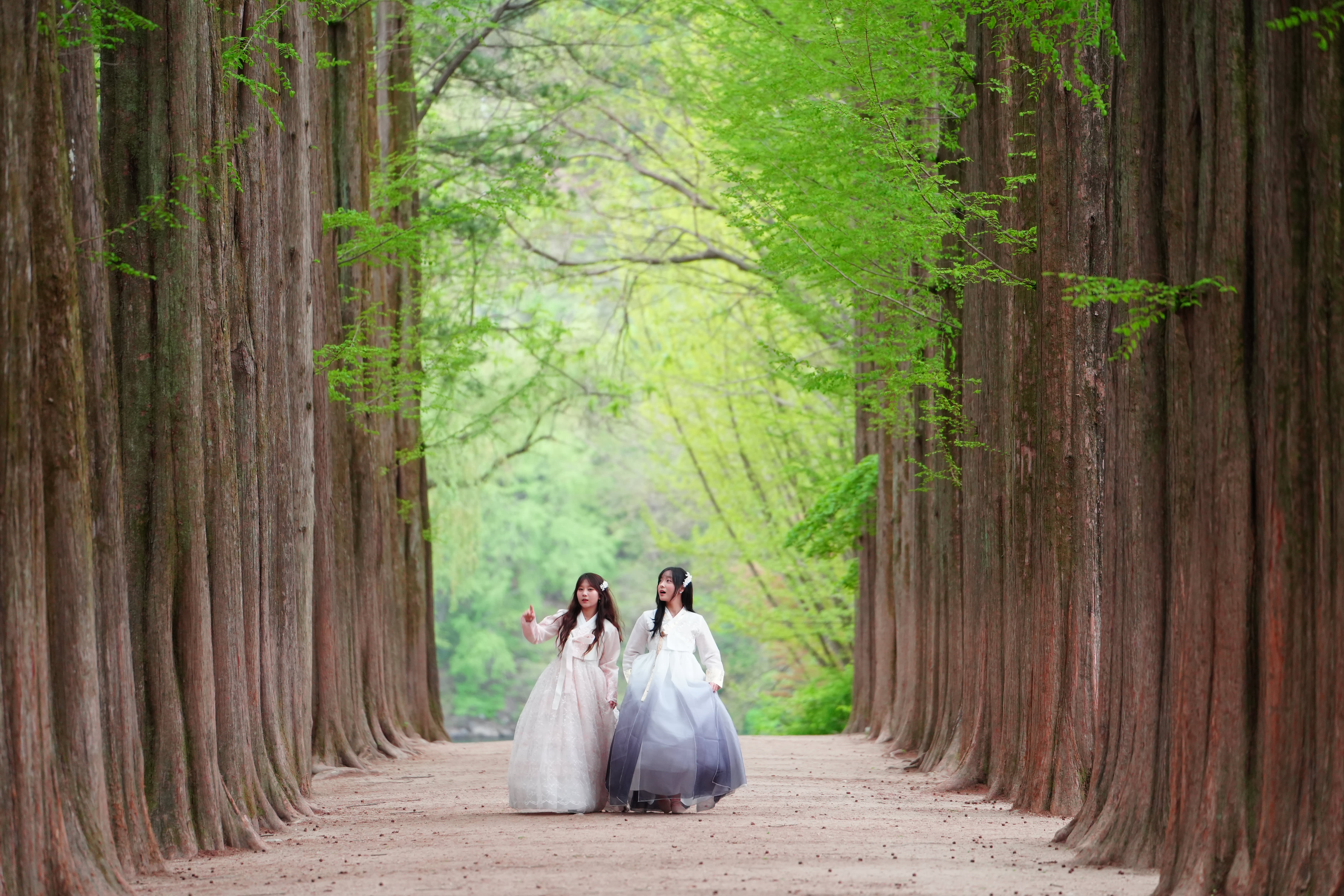 Nami Island · Alpaca World PrivateTour