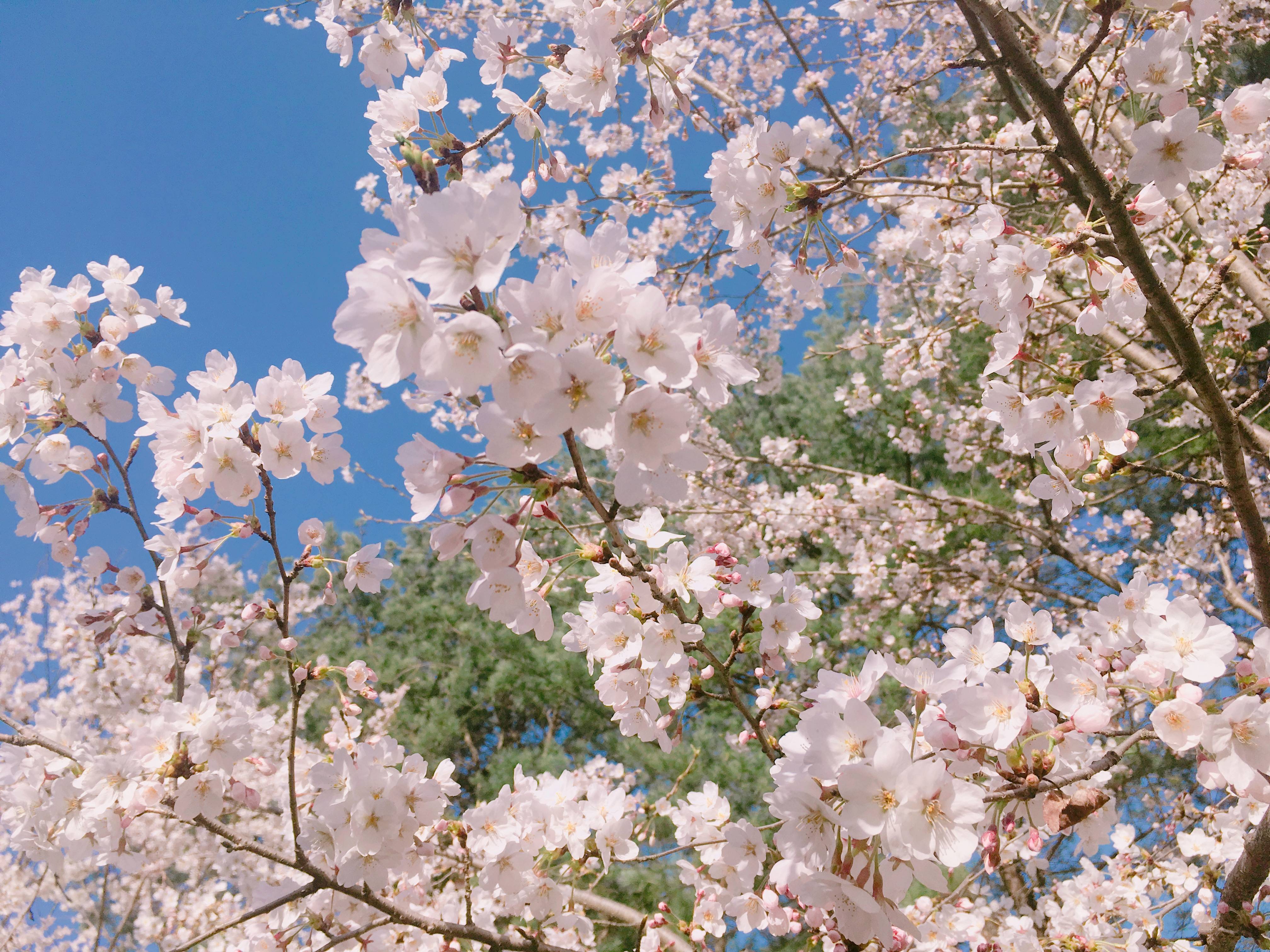 【春限定】ソウル発・南怡島お花見ツアー（レールバイク／アルパカワールド選択可）