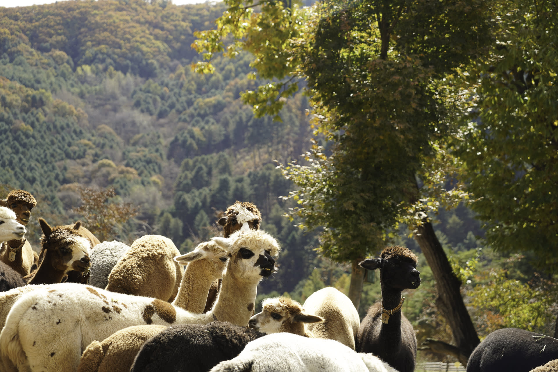草泥马乐园 & 晨静树木园(夜灯)一日游