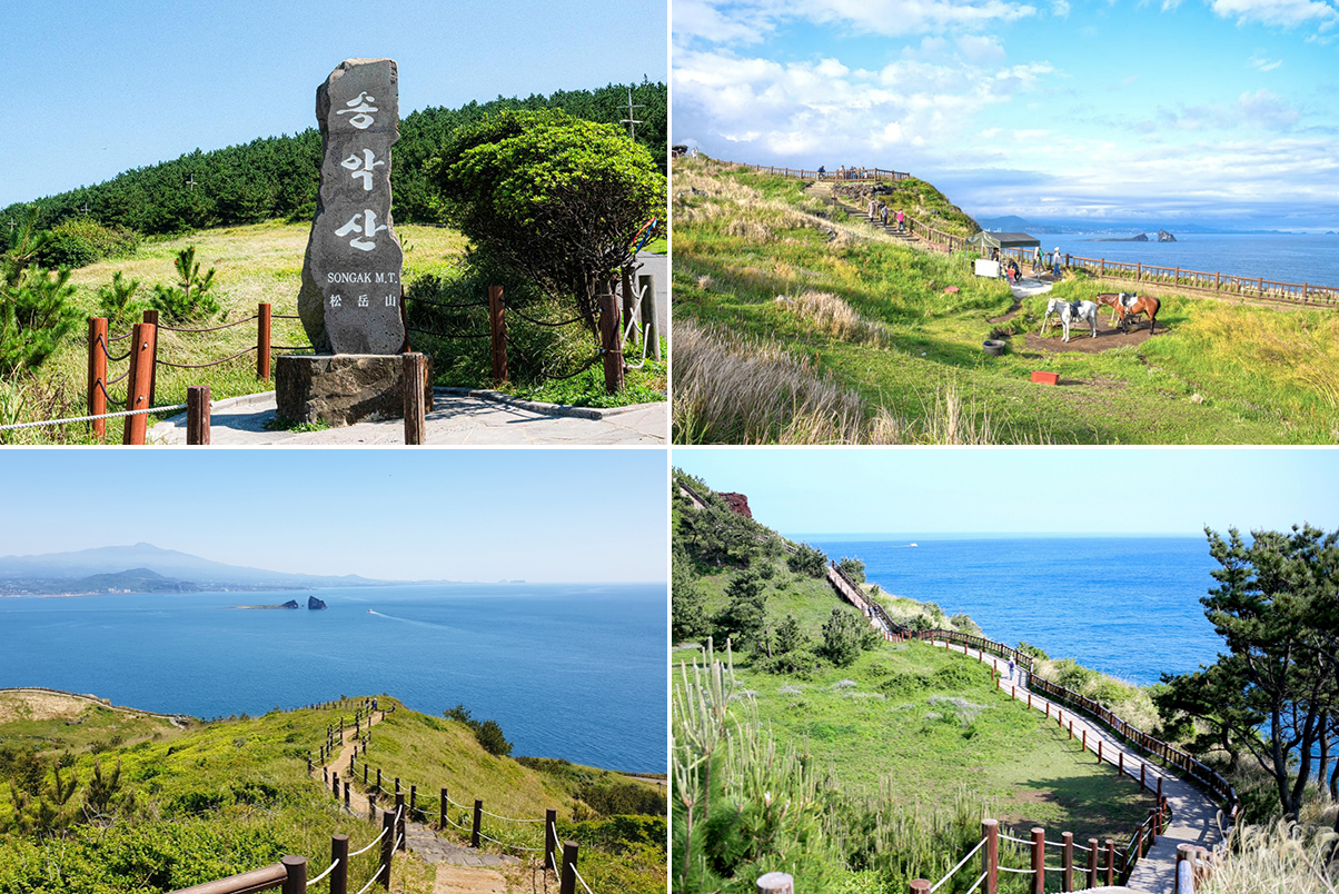 [济州] 治愈的济州岛一日游 [女性・情侣路线]