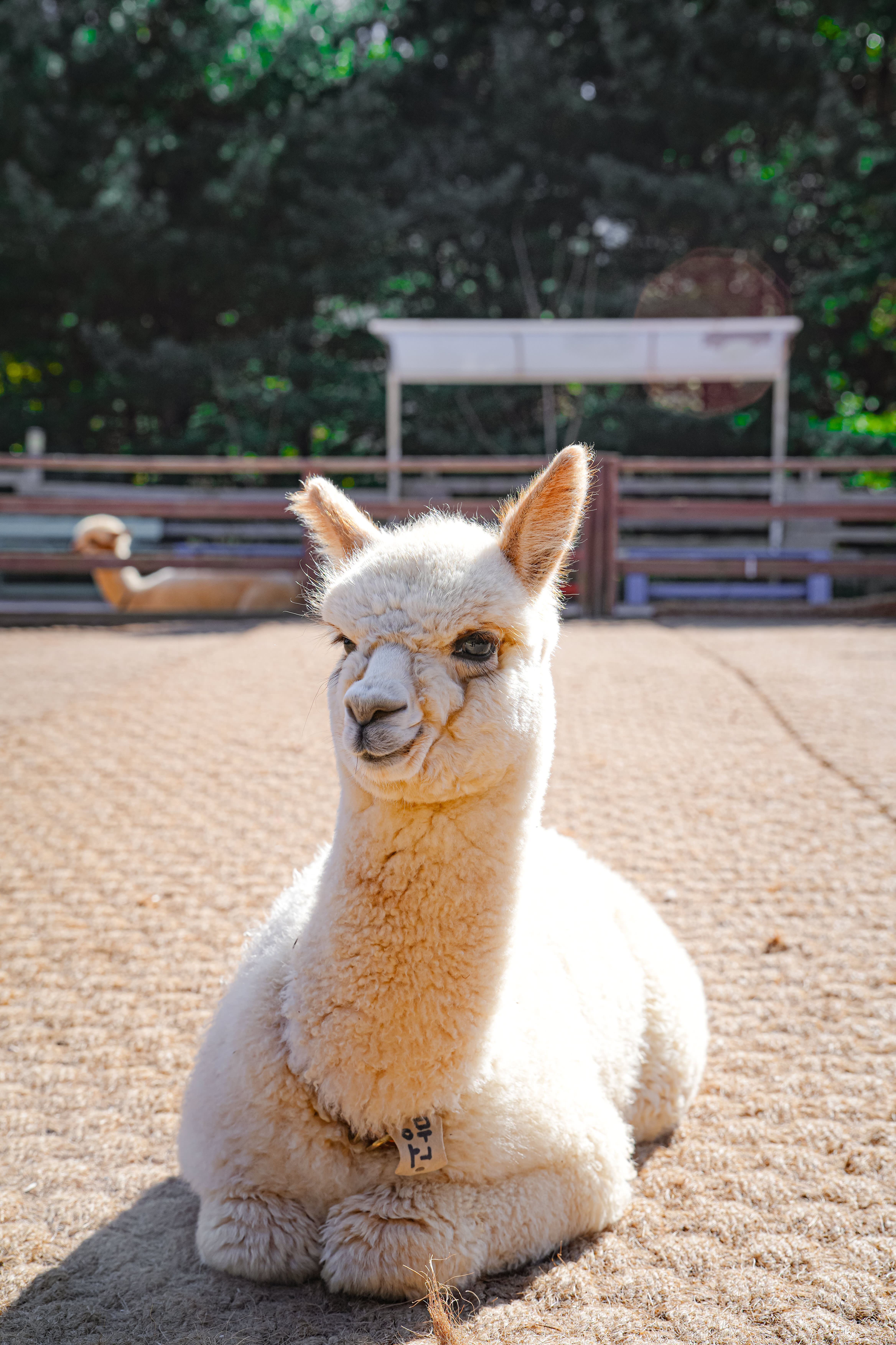 [Best Seller] Nami Island + Alpaca World + Gangchon Railbike Day Tour from Seoul