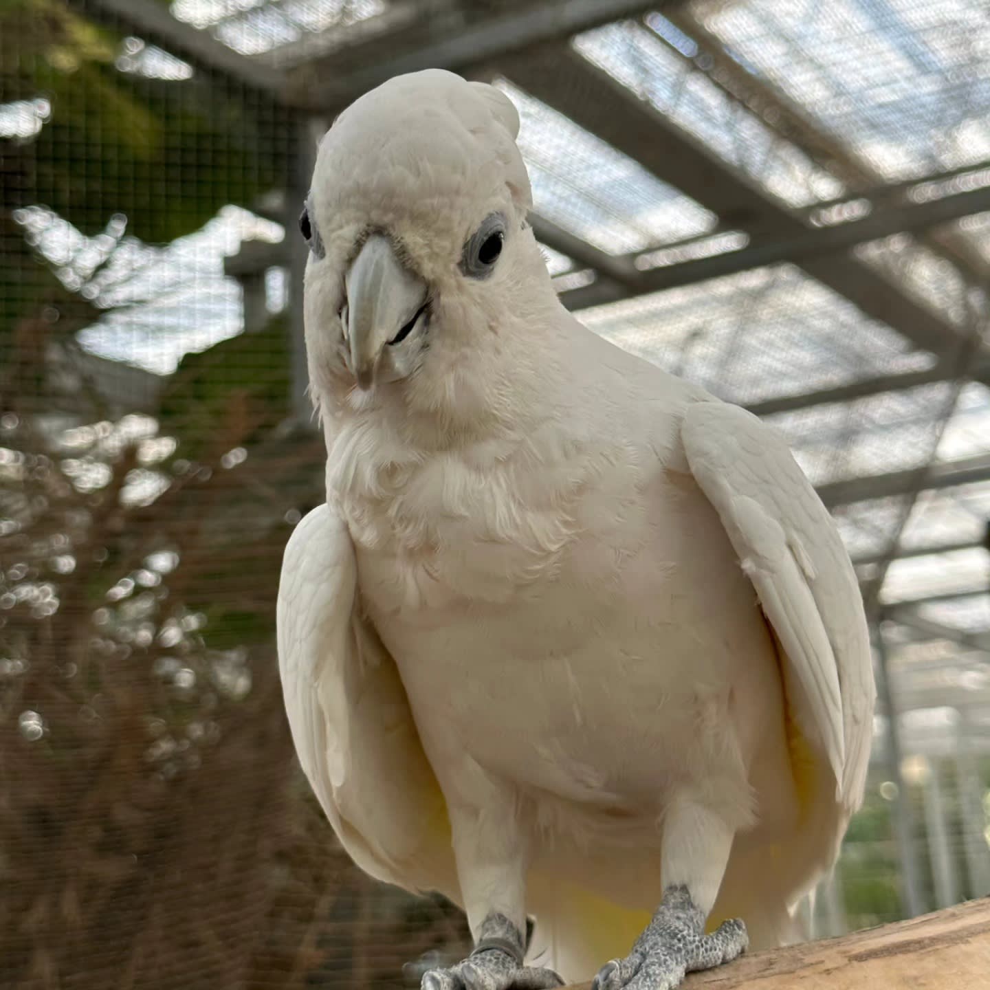 Gyeongju Bird Park Ticket