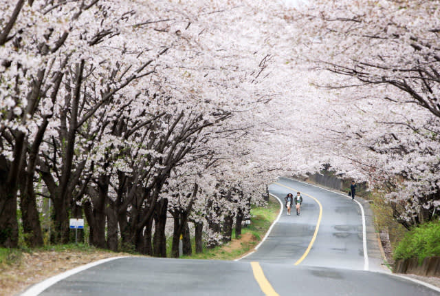 ［韓国旅行］KTXに乗って行く春のお花見の日帰りツアー[梅の村あるいは桜道]