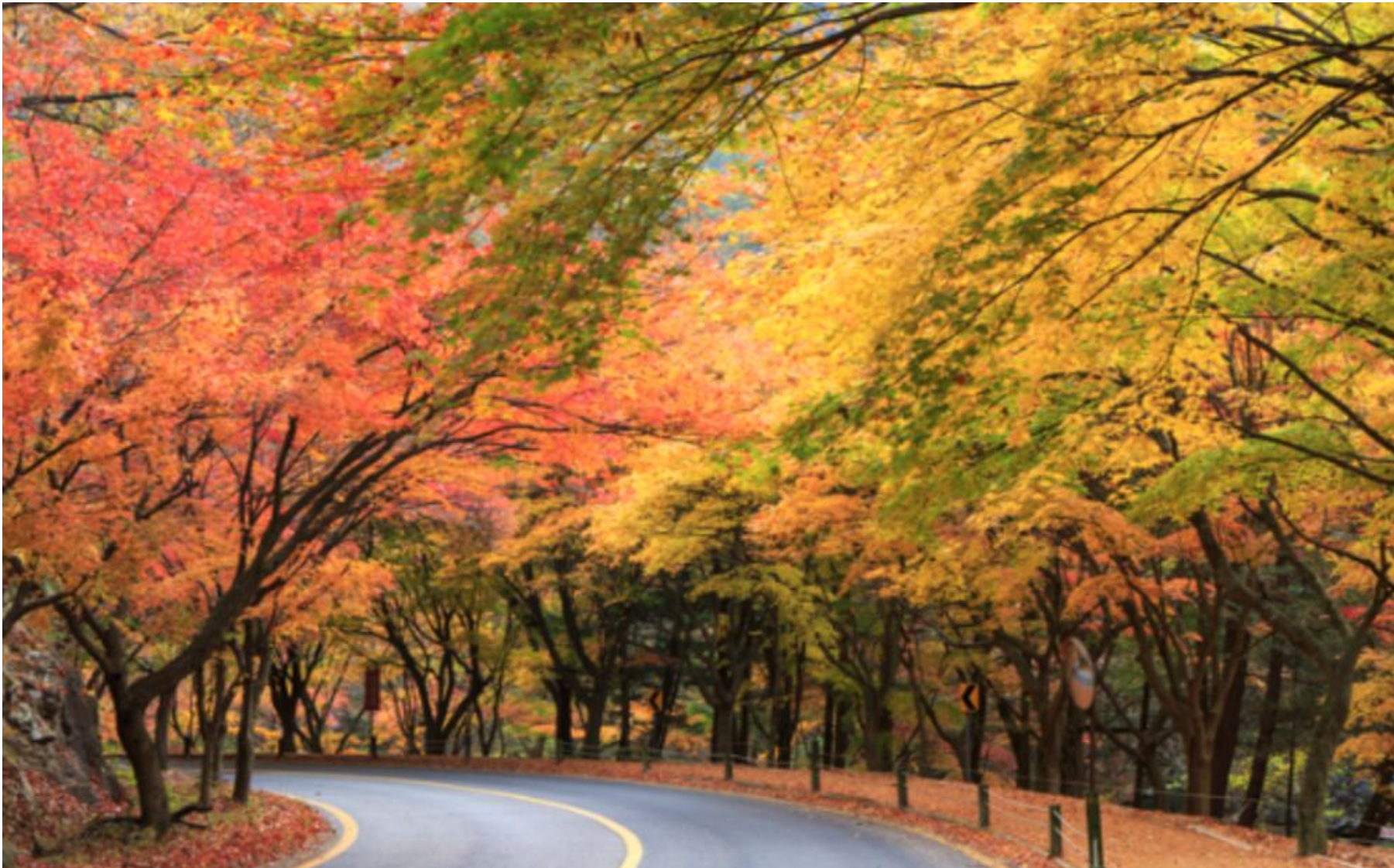 Autumn - Naejang National Park Maple Leaves Day Tour
