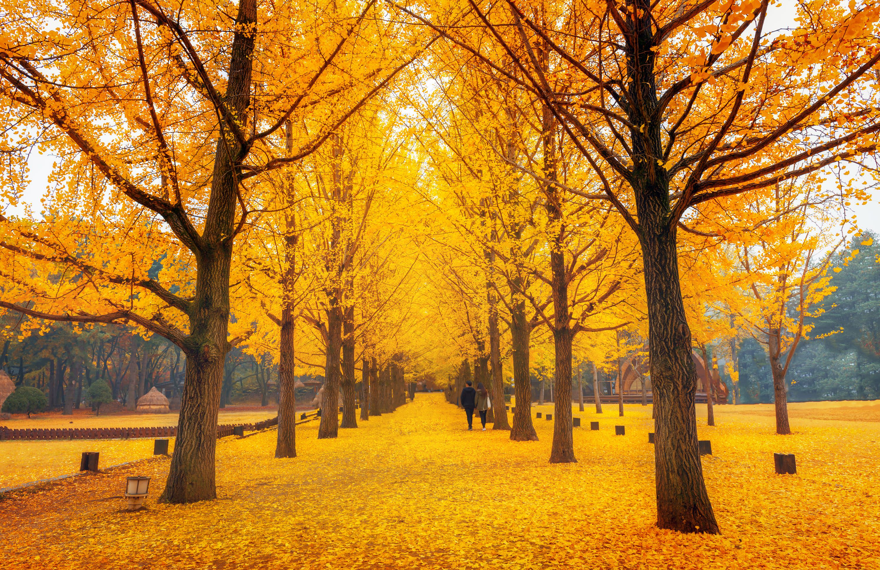 Nami Island One Day Tour (Shuttle & Ferry Included)