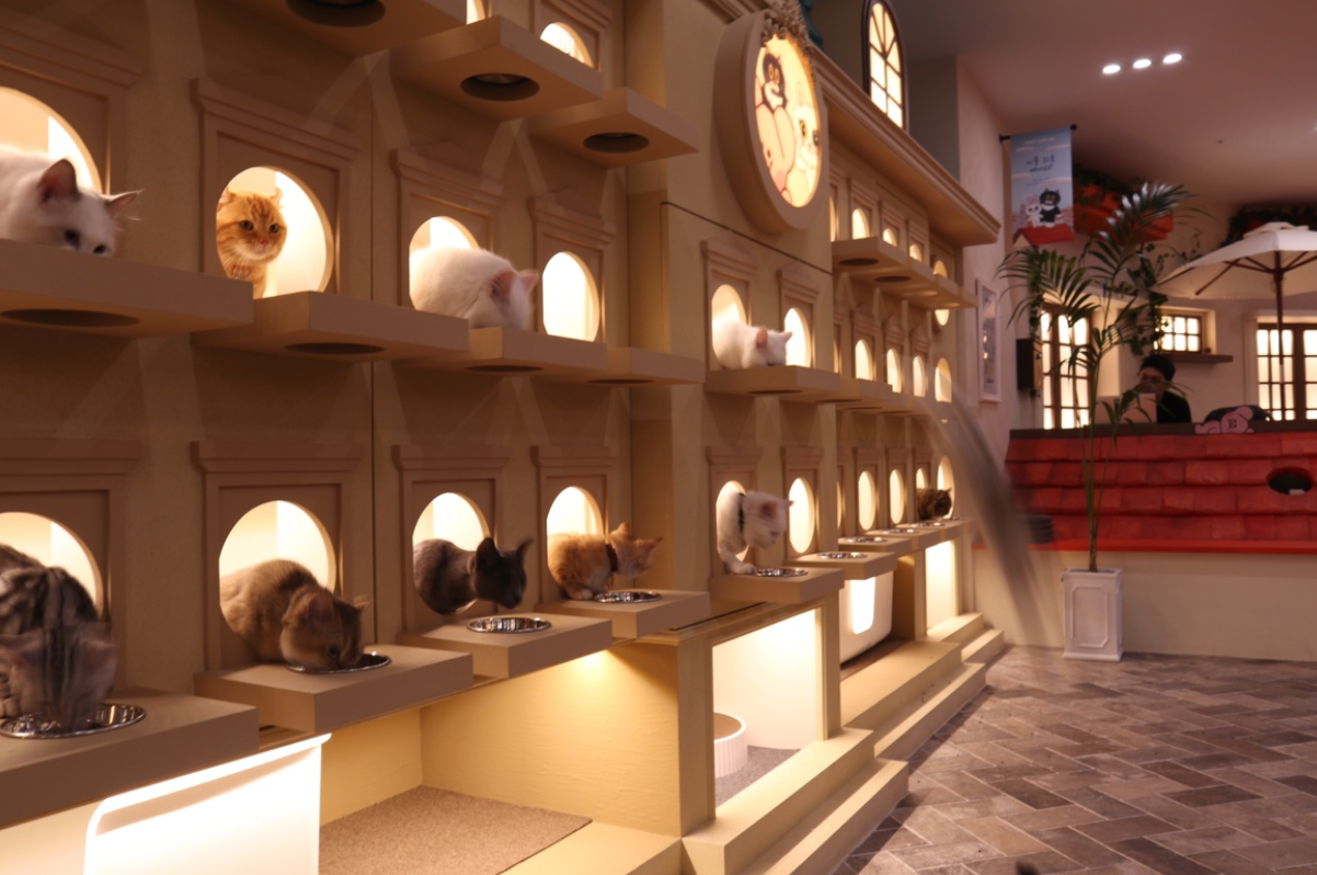 [弘大] ROOF CAT ME 猫咪咖啡店 弘大店 平日优惠入场券