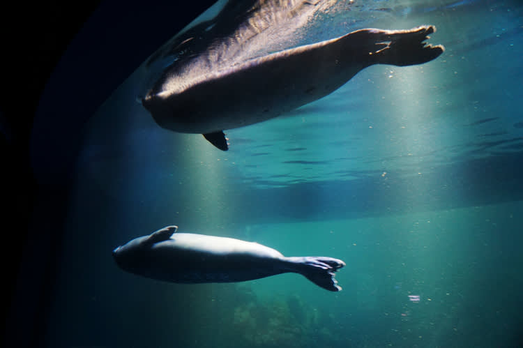 [ソウル]63ビル展望台(スカイアート)＋水族館(アクアプラネット)割引入場チケット