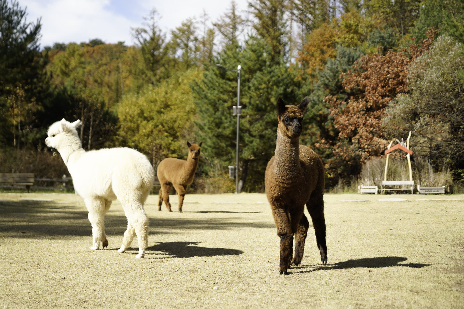 南怡岛 + 江村铁道自行车 + 羊驼世界私人游