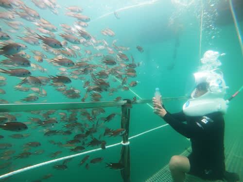 [Jeju] A unique experience of enjoying the sea, Sea Walker